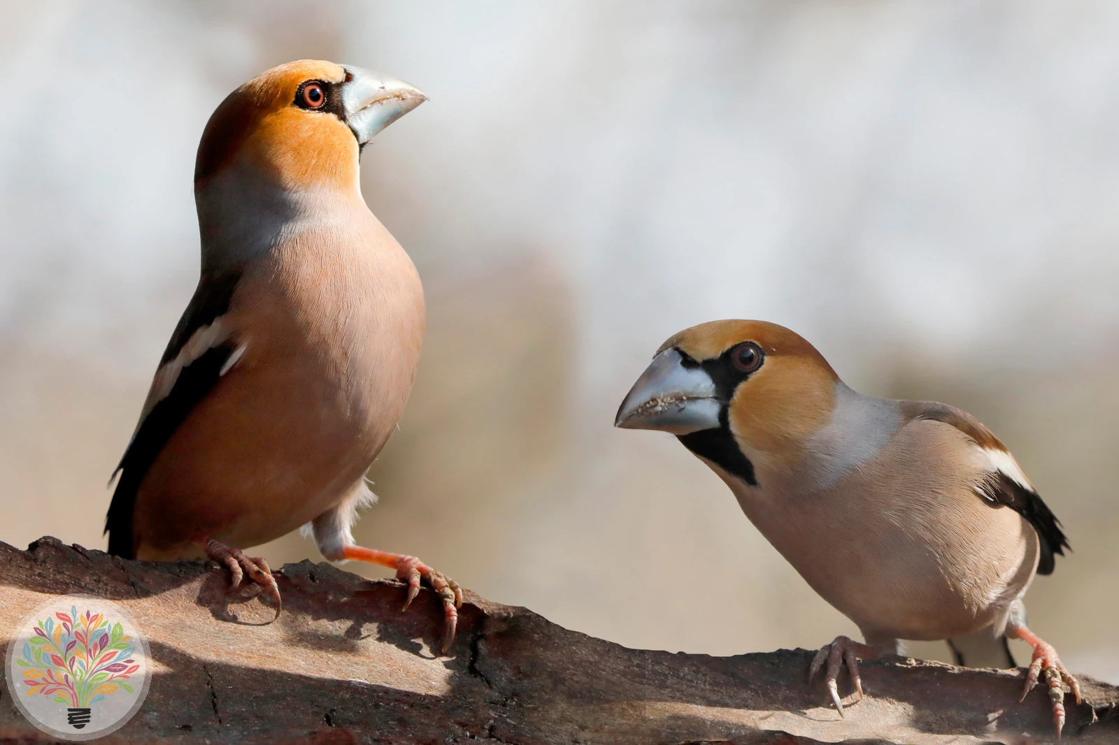 Kernbeißer – Bild