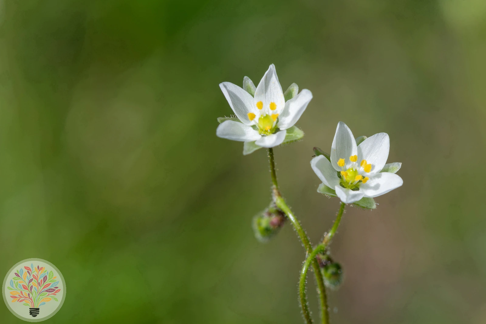 Acker-Spergel – Bild 1 von 3
