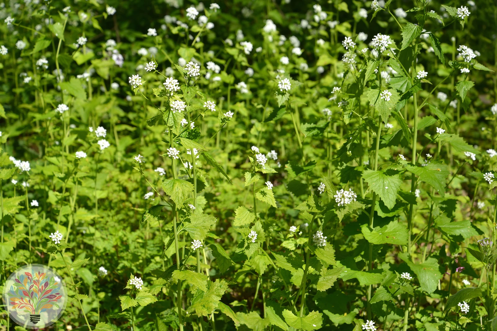 Knoblauchsrauke – Bild 2 von 2