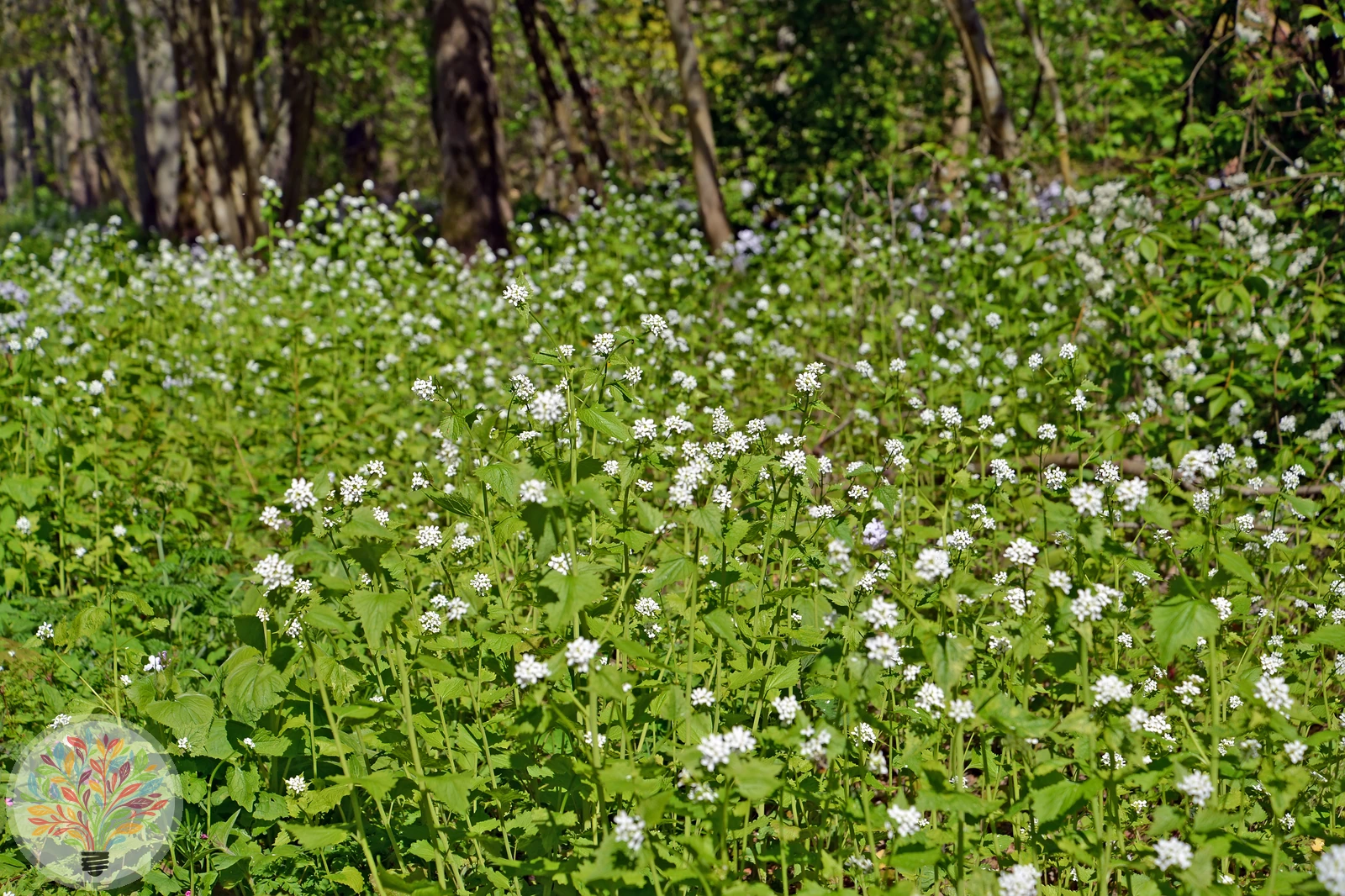 Knoblauchsrauke – Bild 5 von 5