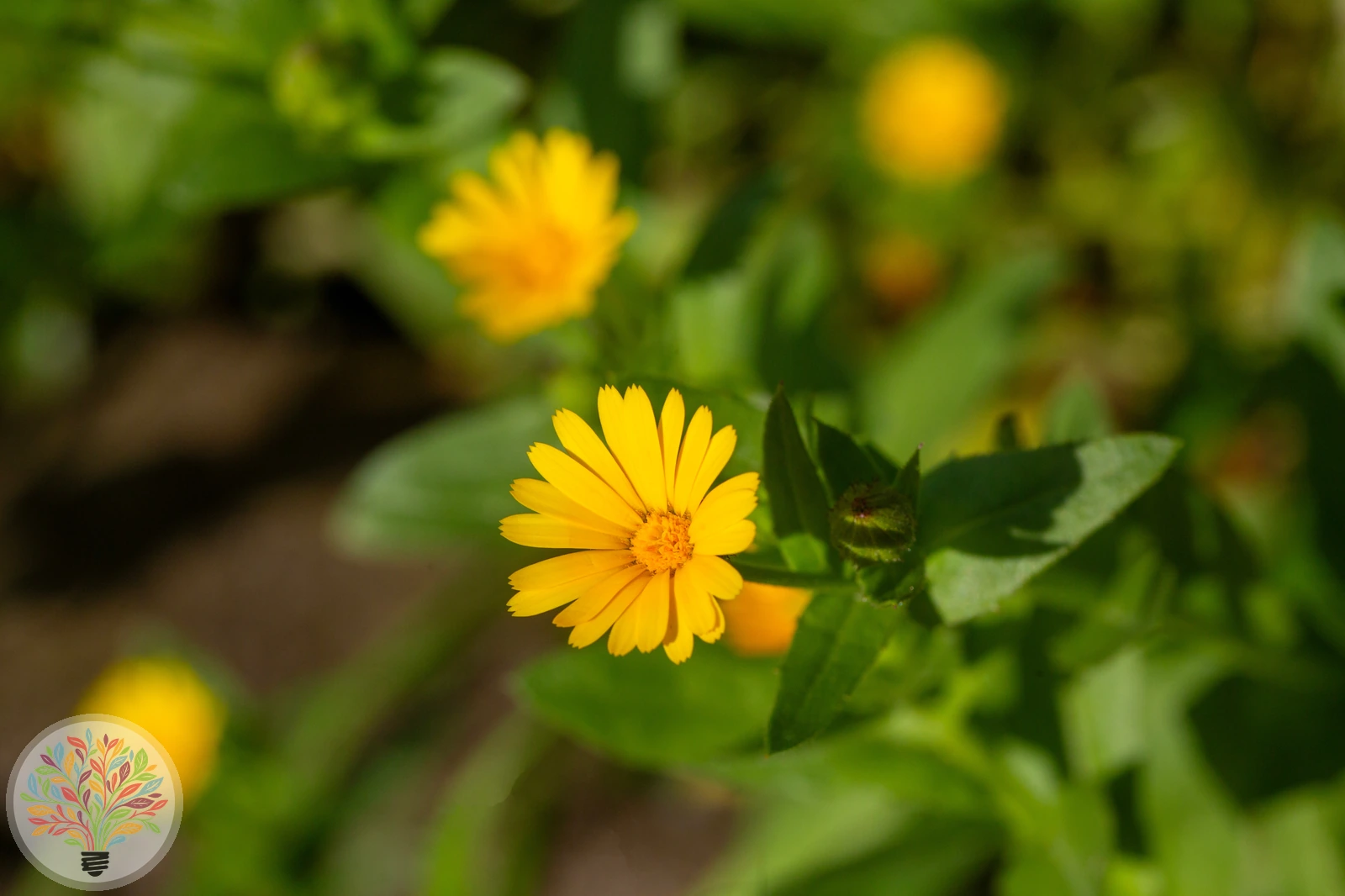 Acker-Ringelblume – Bild 2 von 3
