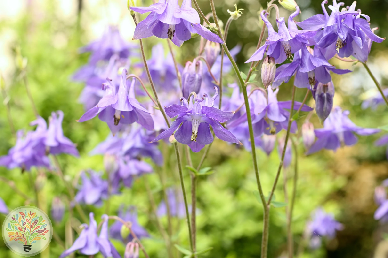 Gewöhnliche Akelei – Bild