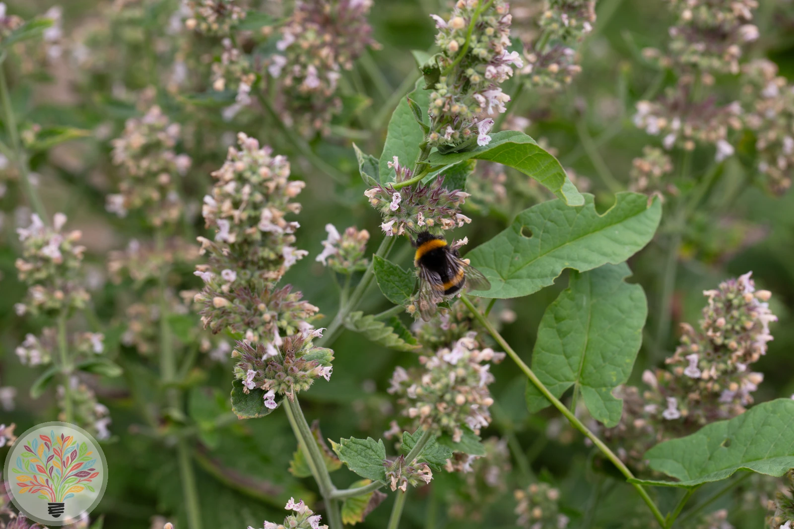 Echte Katzenminze – Bild