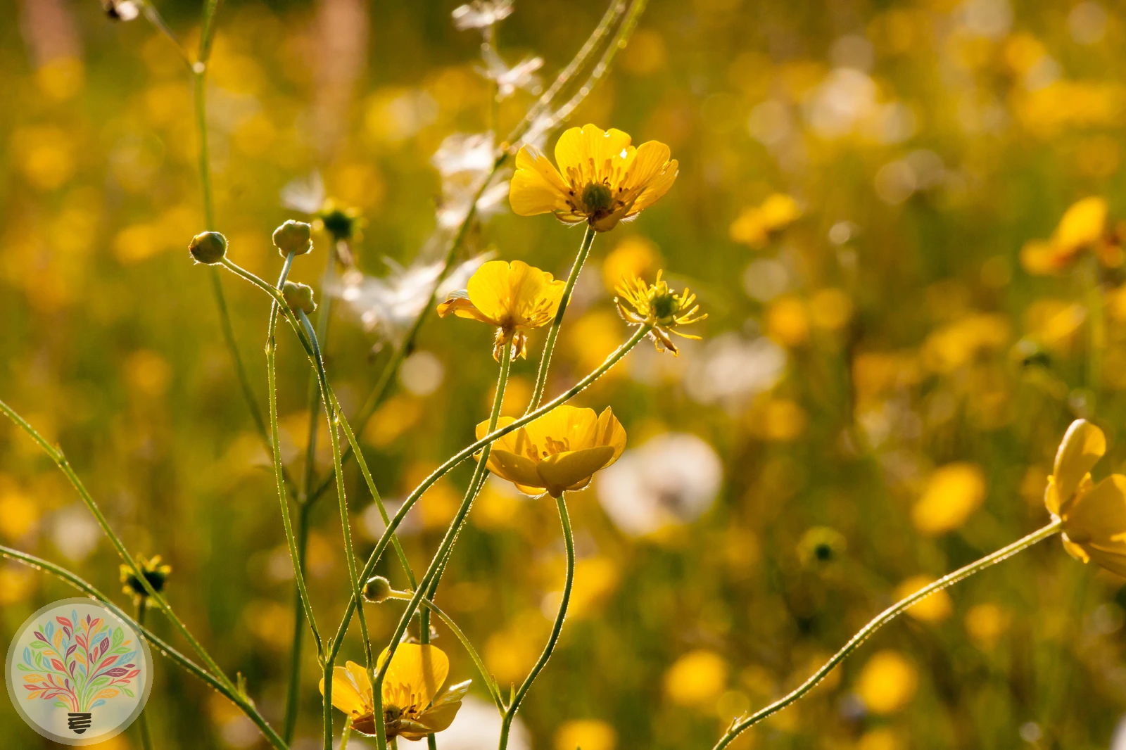 Ranunculus arvensis – Image 3 sur 3