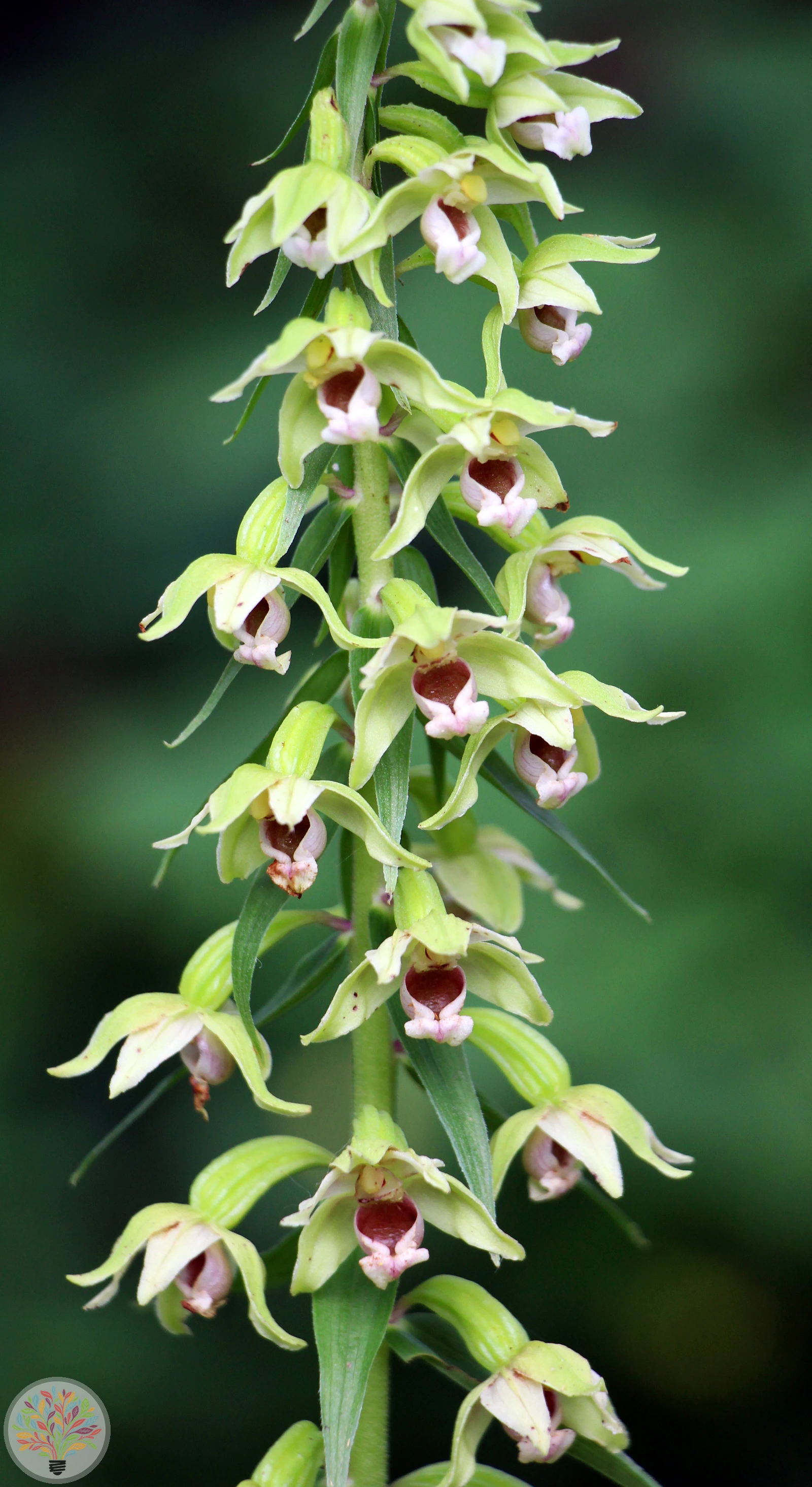 Epipactis helleborine – Attēls 4 no 6