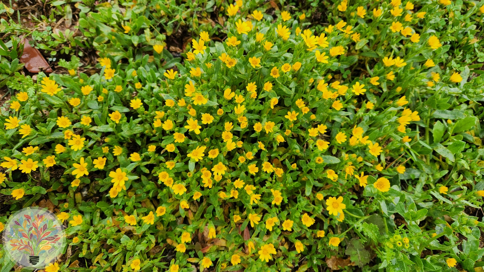 Acker-Ringelblume – Bild