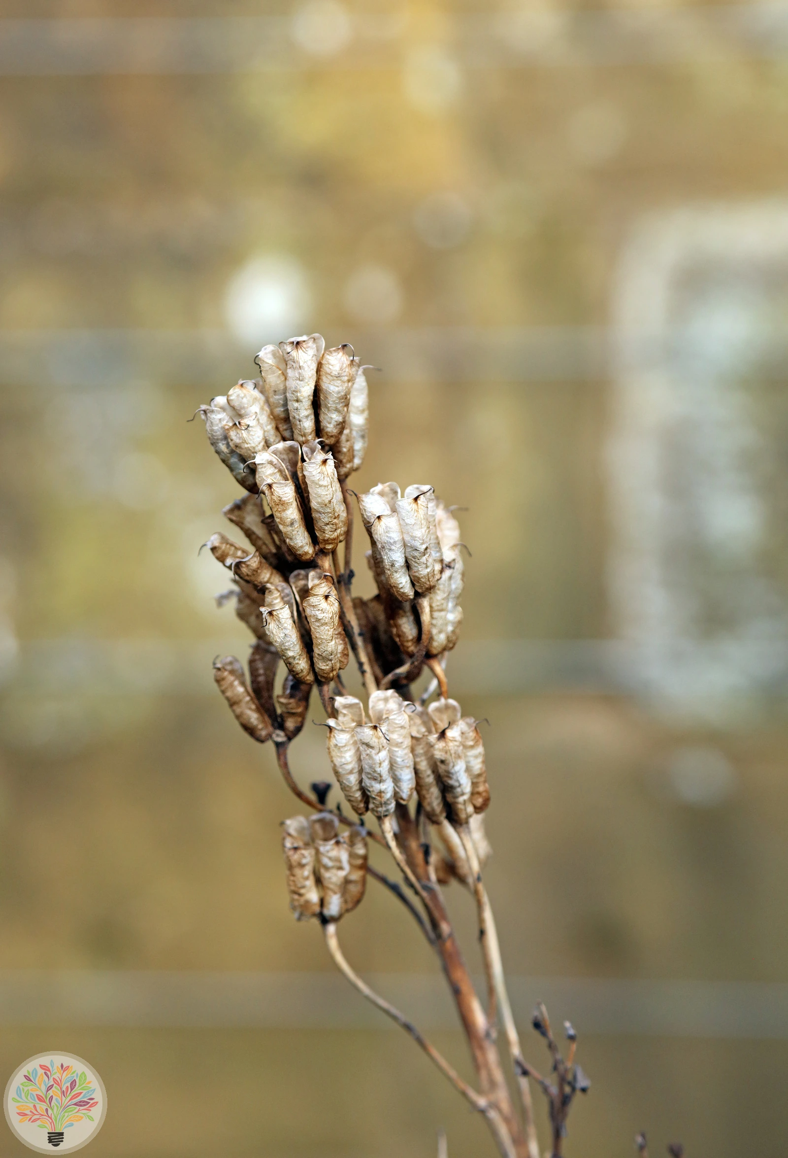Blauer Eisenhut – Bild 5 von 5