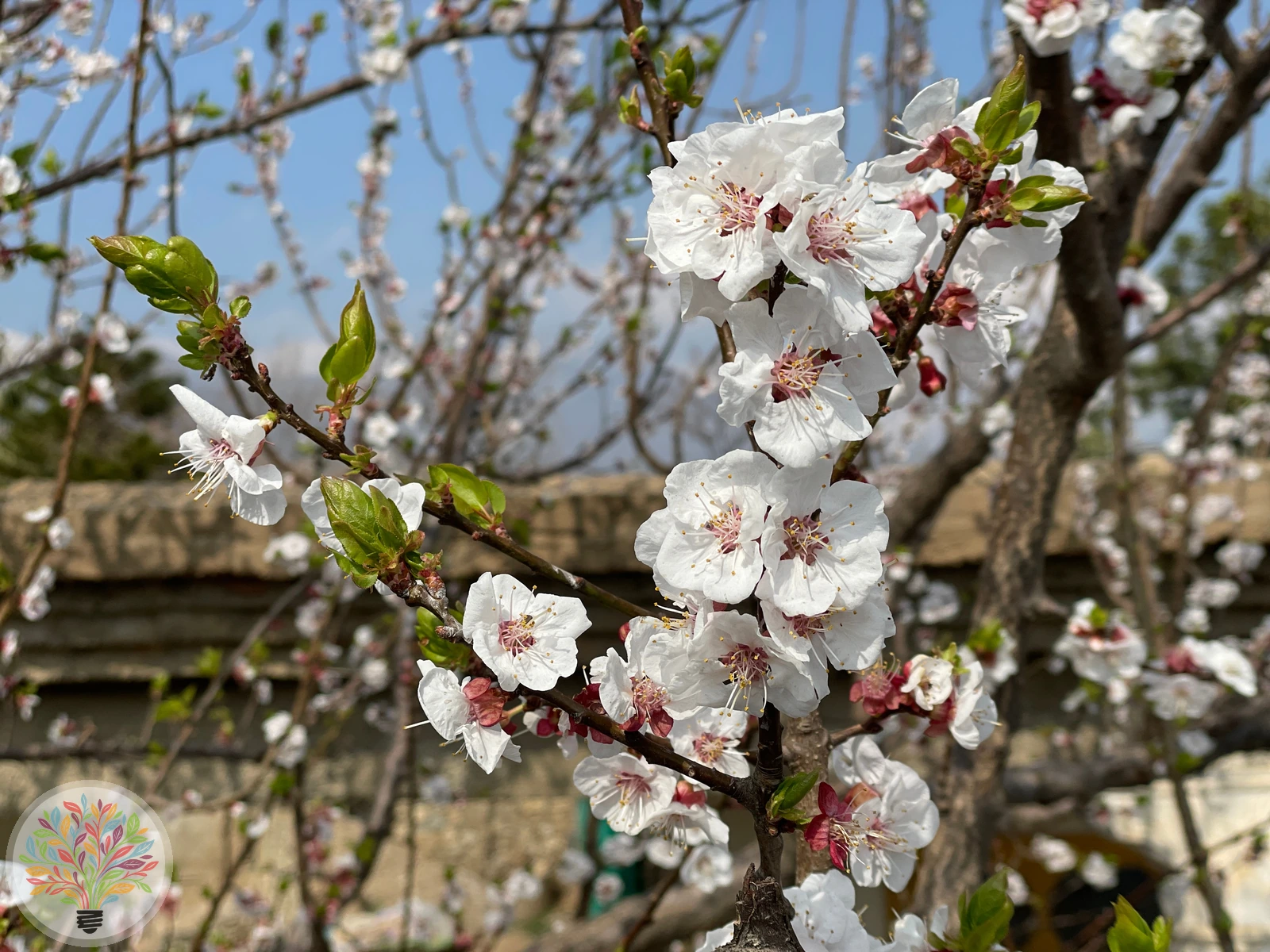 Prunus armeniaca – Afbeelding 4 van 5