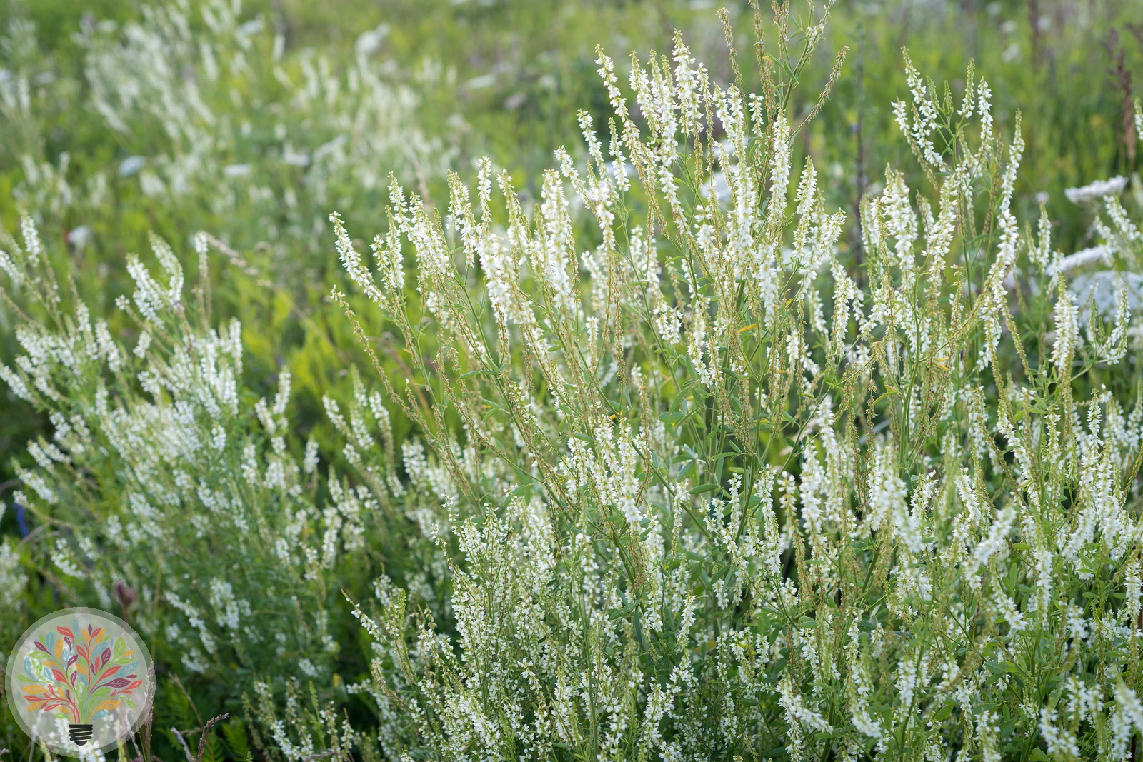 Weißer Steinklee – Bild