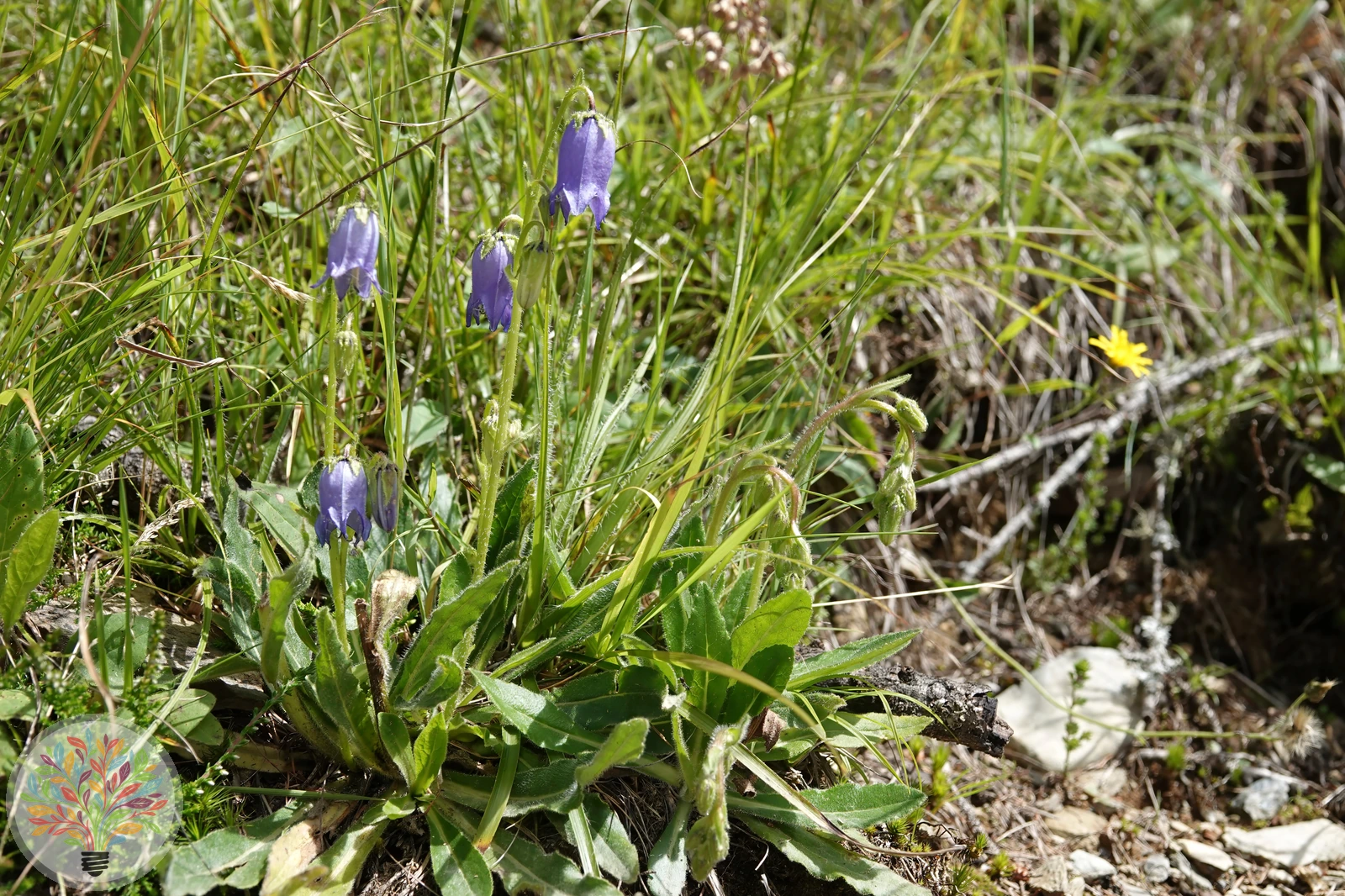 Bärtige Glockenblume – Bild