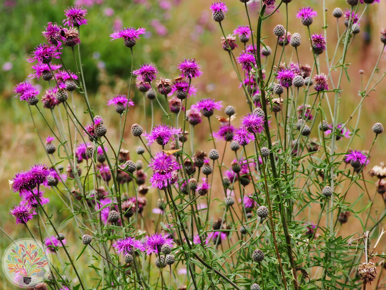 Alpische Skabiosen-Flockenblume – Bild 2 von 2