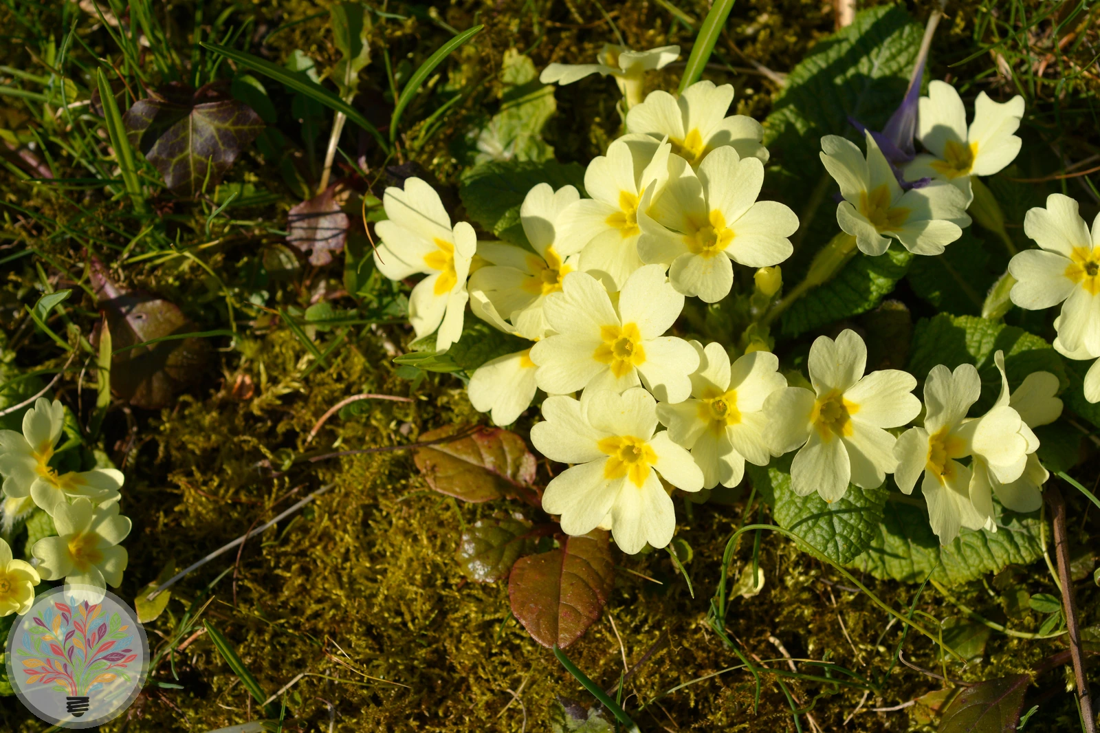 Schaftlose Primel – Bild