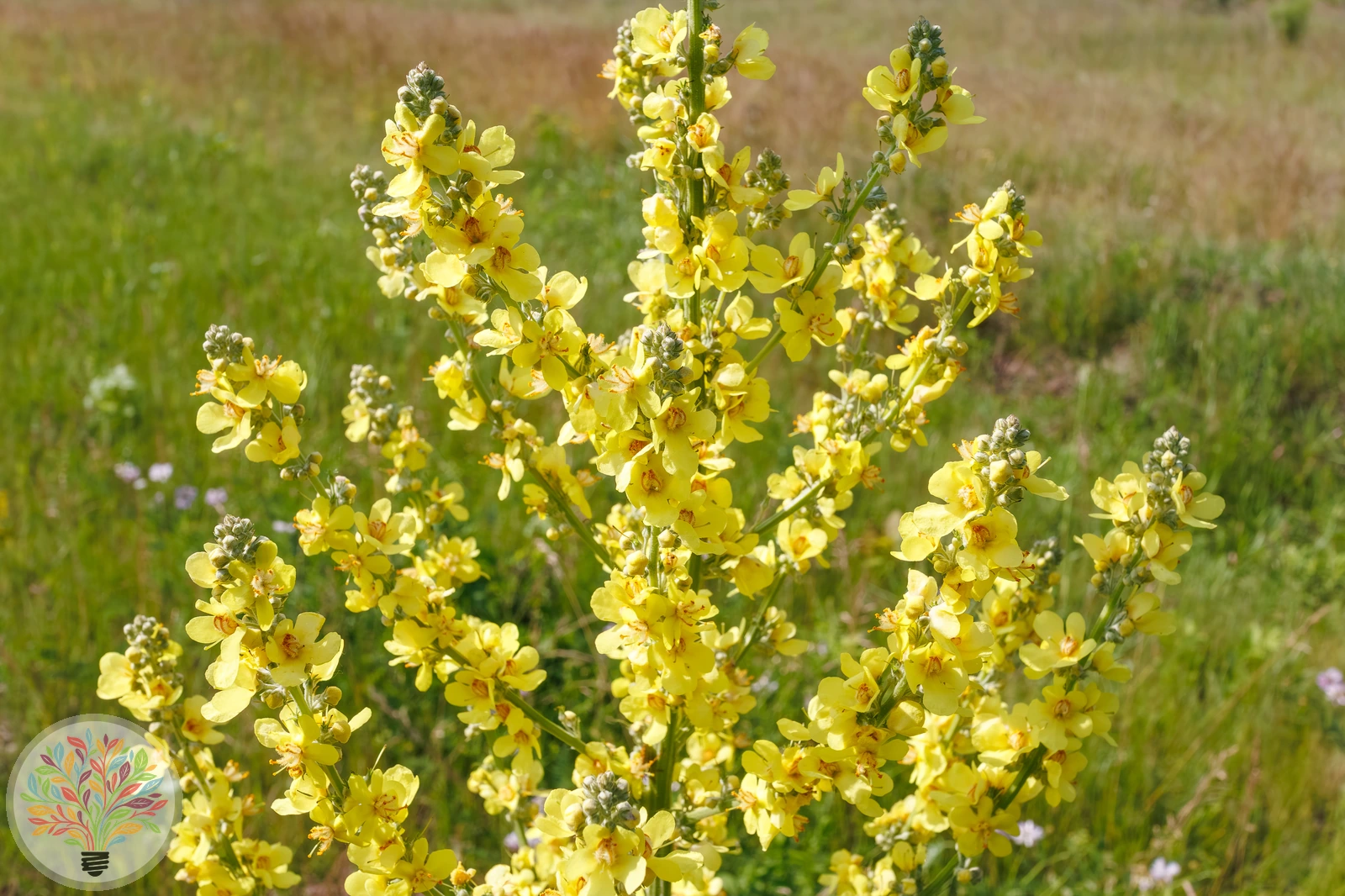 Windblumen-Königskerze – Bild