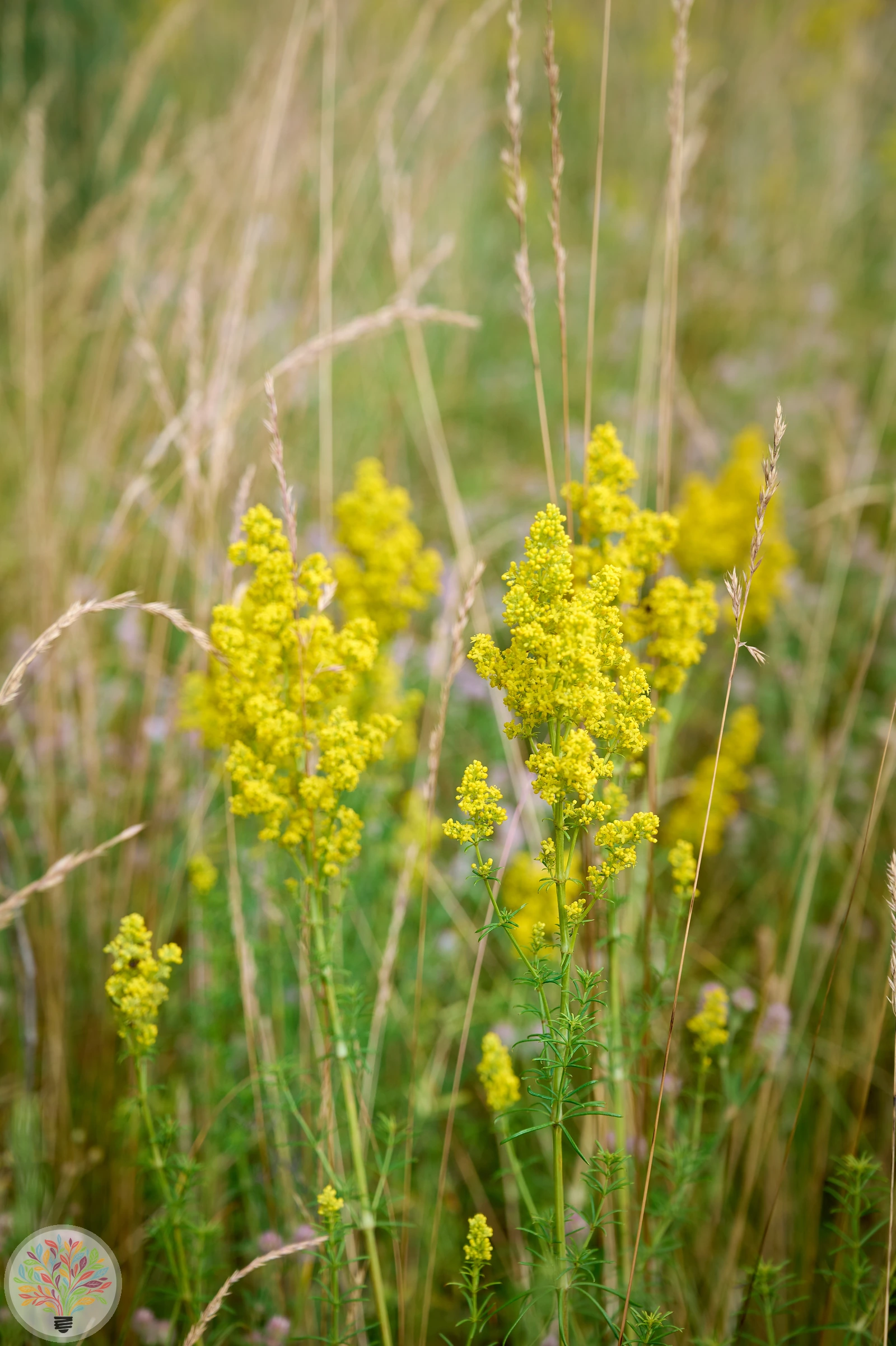Echtes Labkraut – Bild 2 von 3