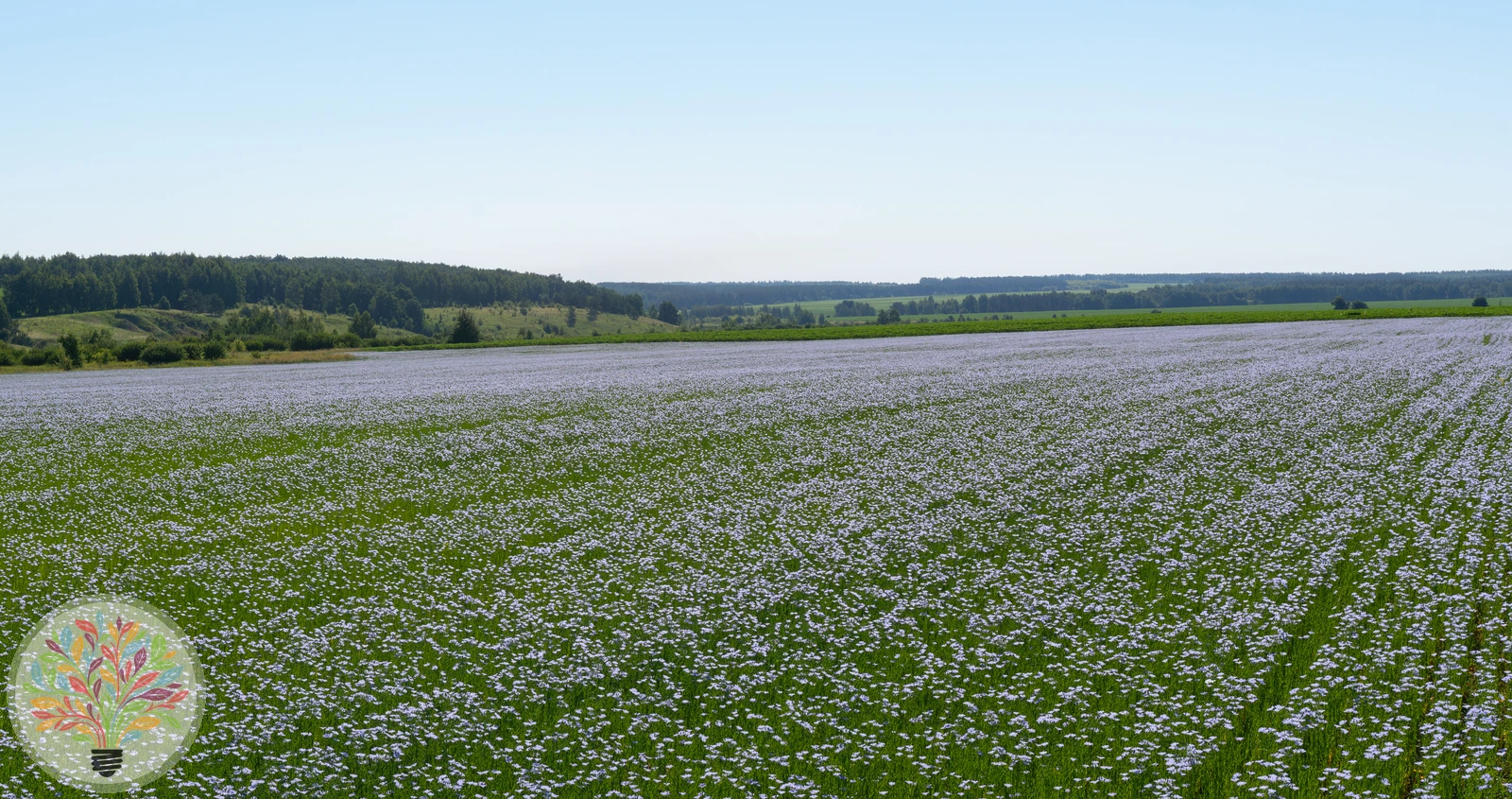 Linum usitatissimum – Afbeelding 3 van 4