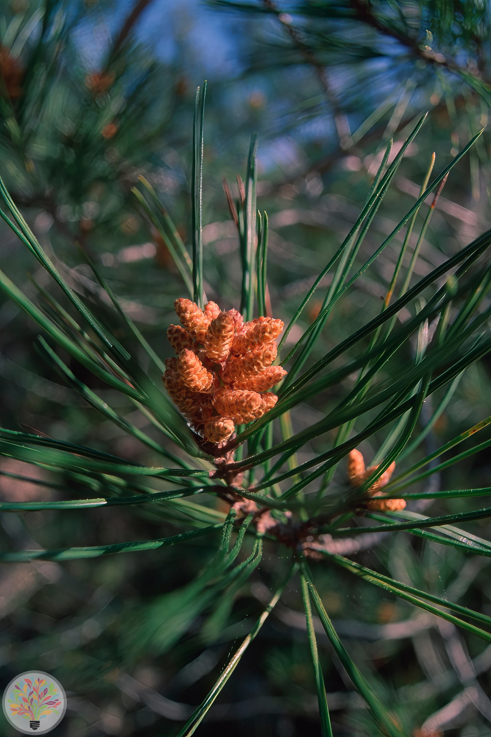 Pinus pinaster – Afbeelding 4 van 5