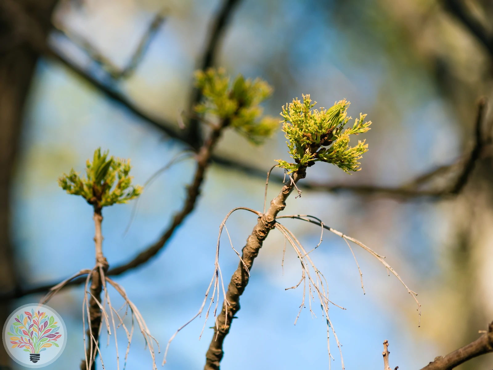 Fraxinus excelsior – Afbeelding 3 van 6