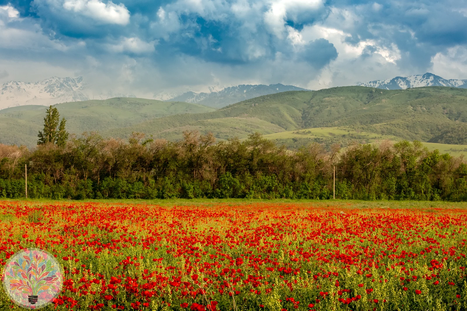 Klatsch-Mohn – Bild 4 von 4