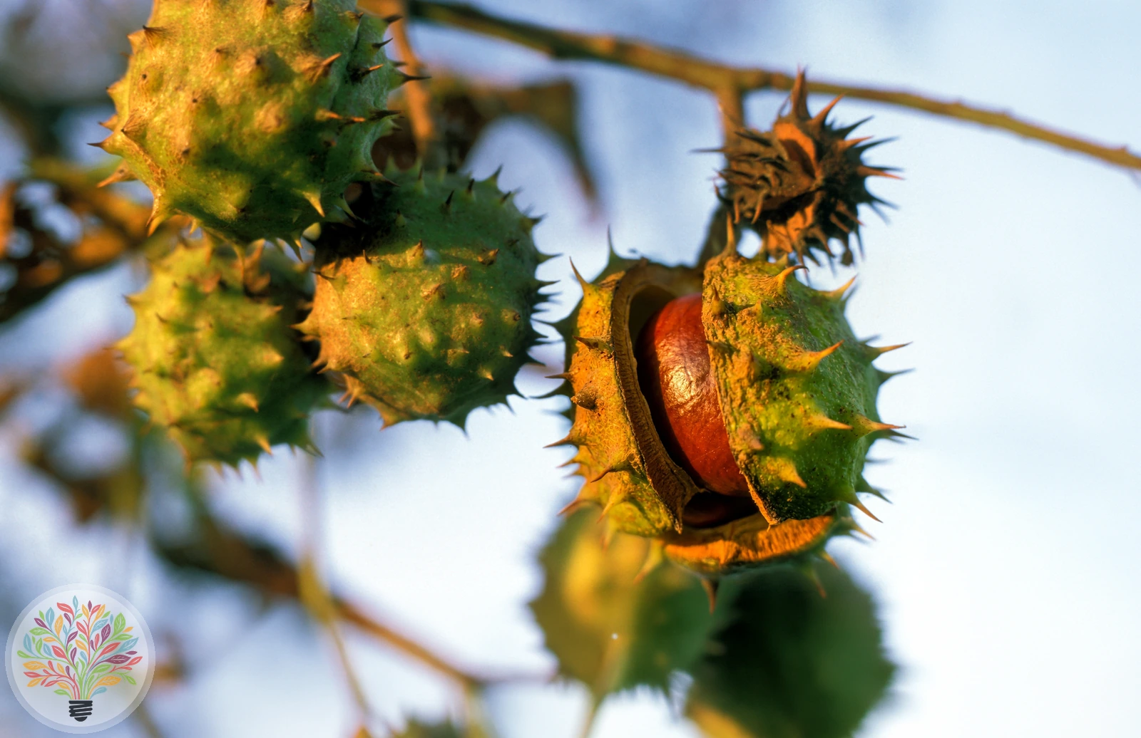 Aesculus hippocastanum – Afbeelding 4 van 7