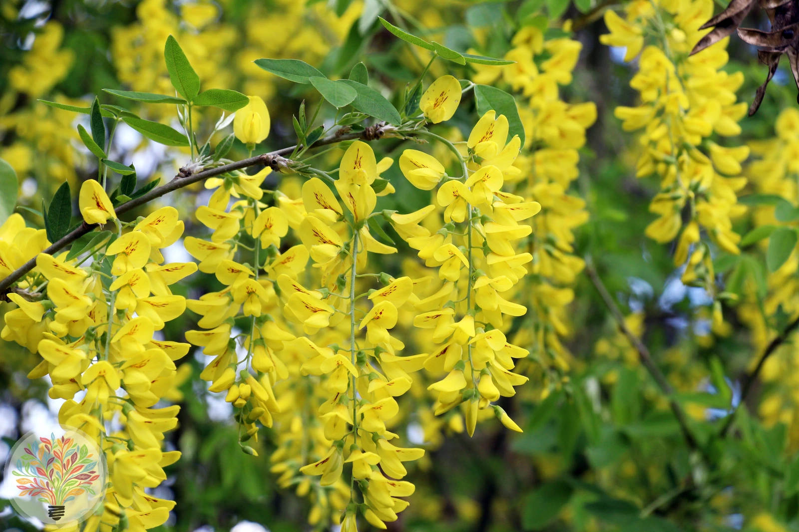 Laburnum anagyroides – Afbeelding 1 van 3