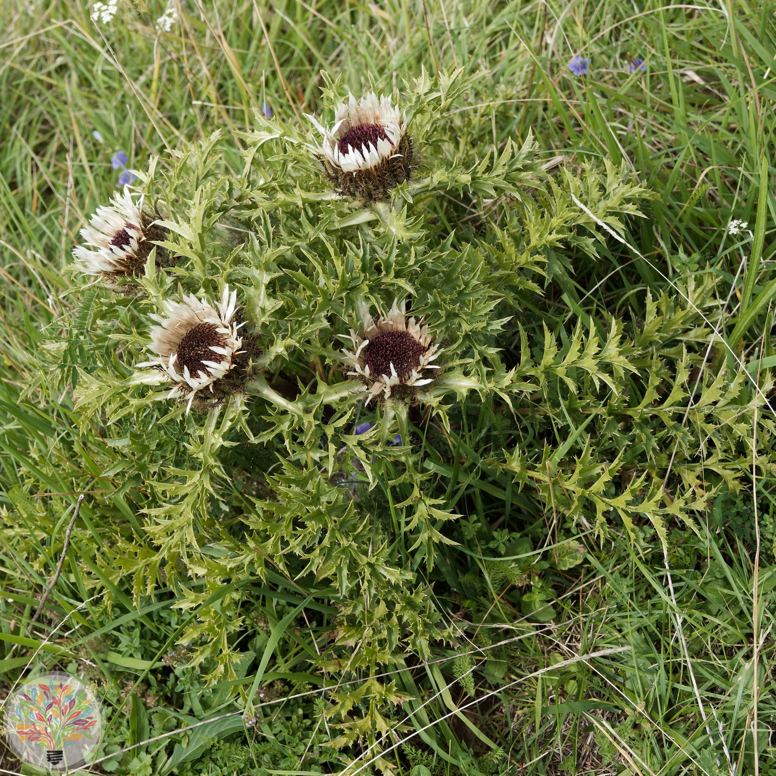 Große Eberwurz – Bild 3 von 3
