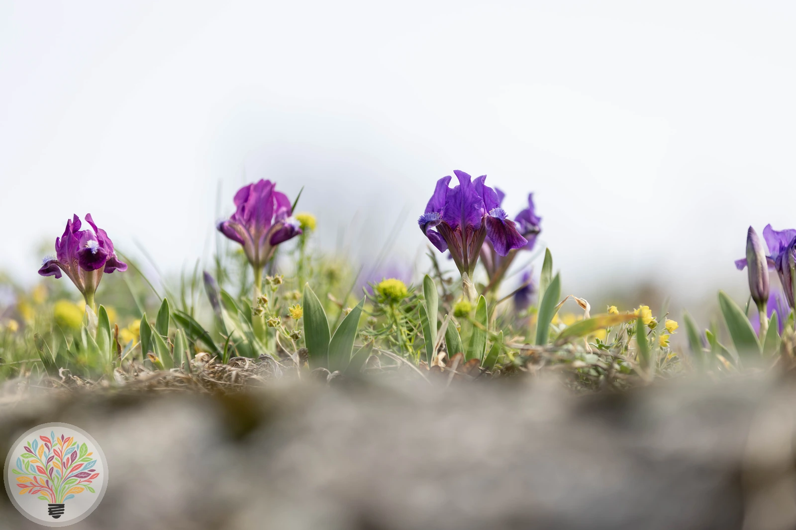 Iris pumila – Afbeelding 2 van 2