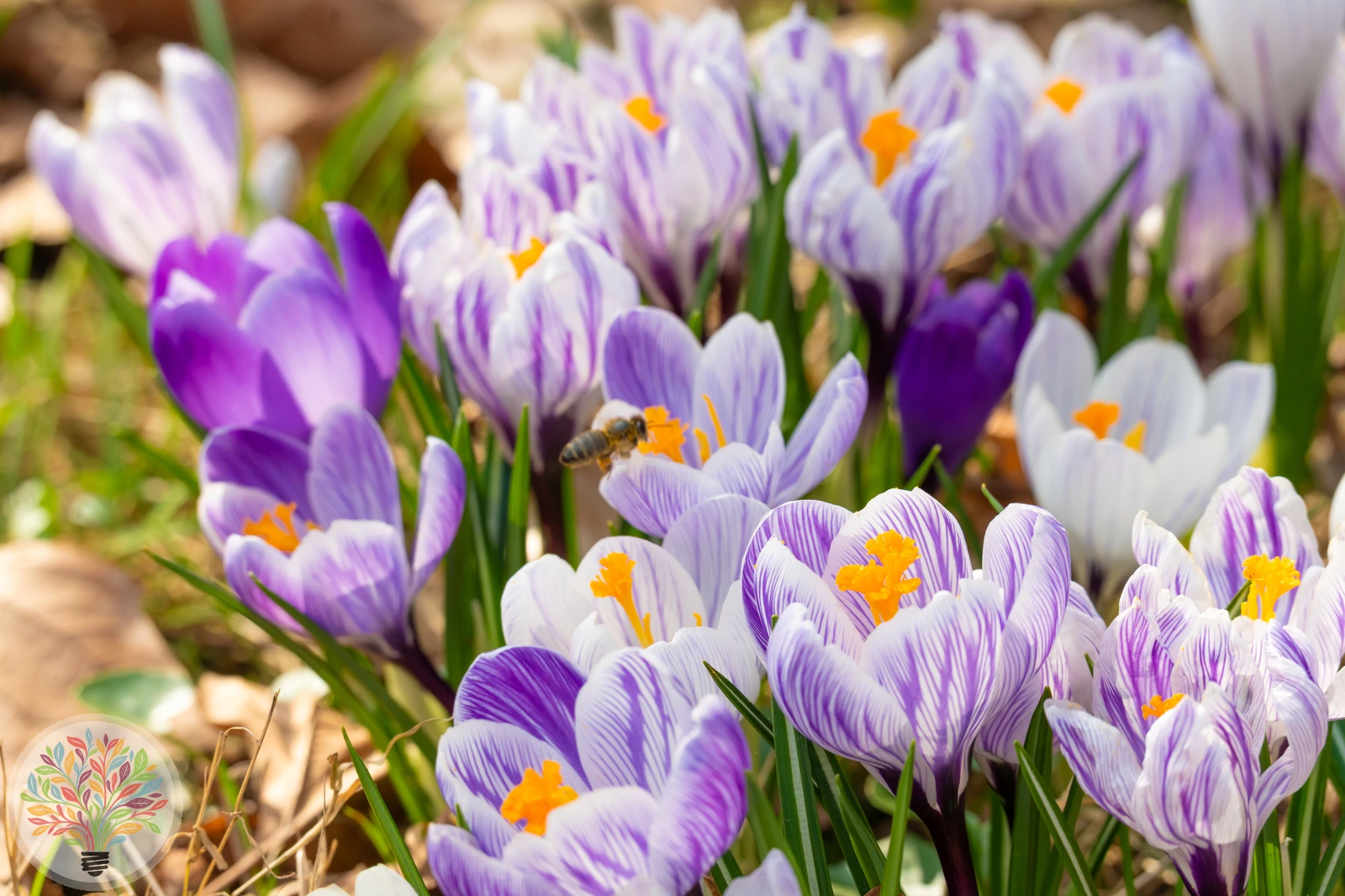 Crocus vernus – Afbeelding 2 van 4