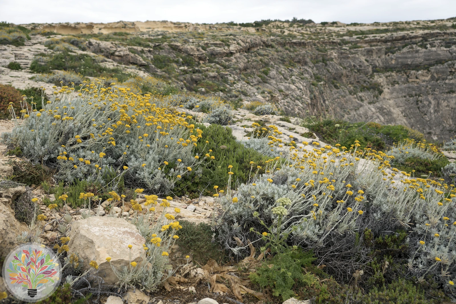 Italienische Strohblume – Bild 4 von 4