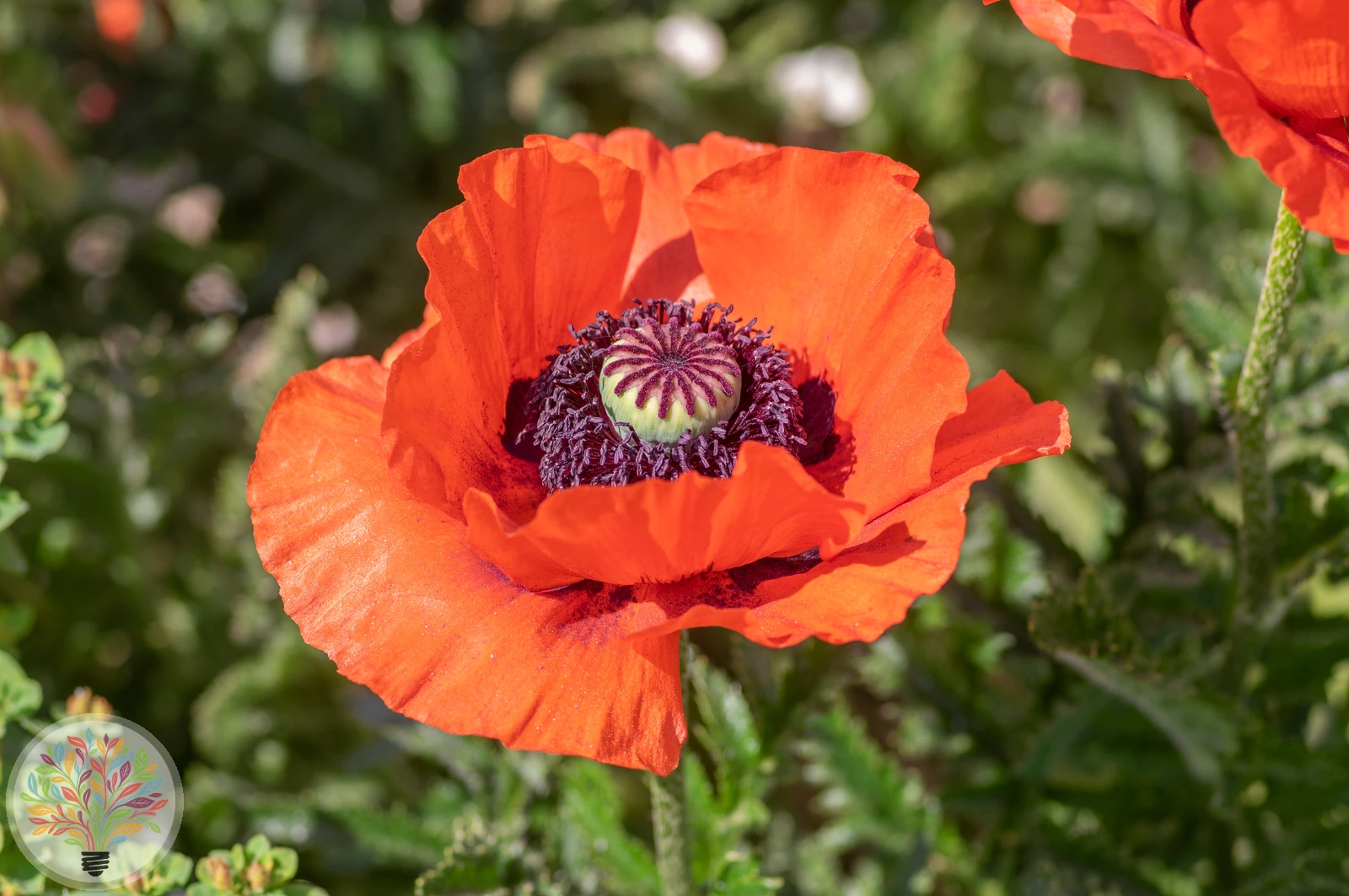 Türkischer Mohn – Bild 2 von 3