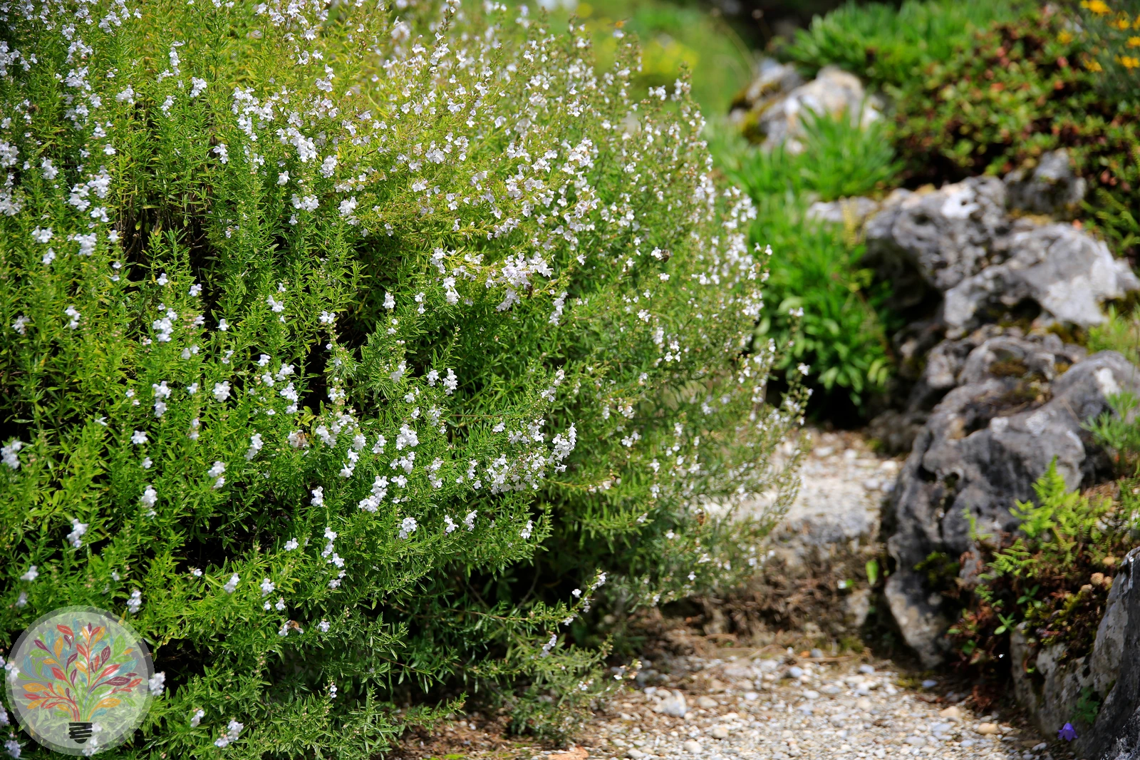 Salvia rosmarinus – Bild 2 von 2