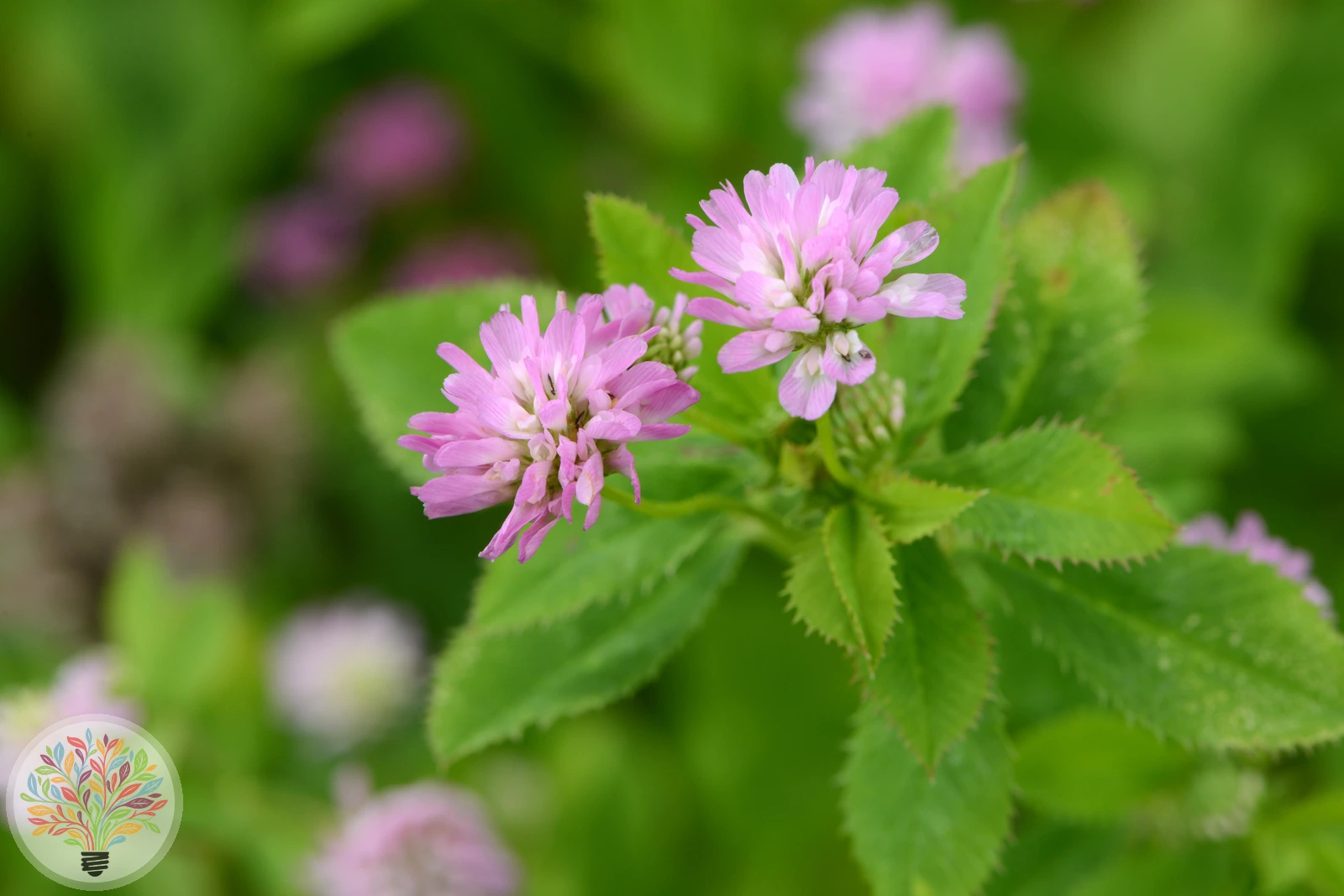 Trifolium resupinatum – Imagem 2 de 2