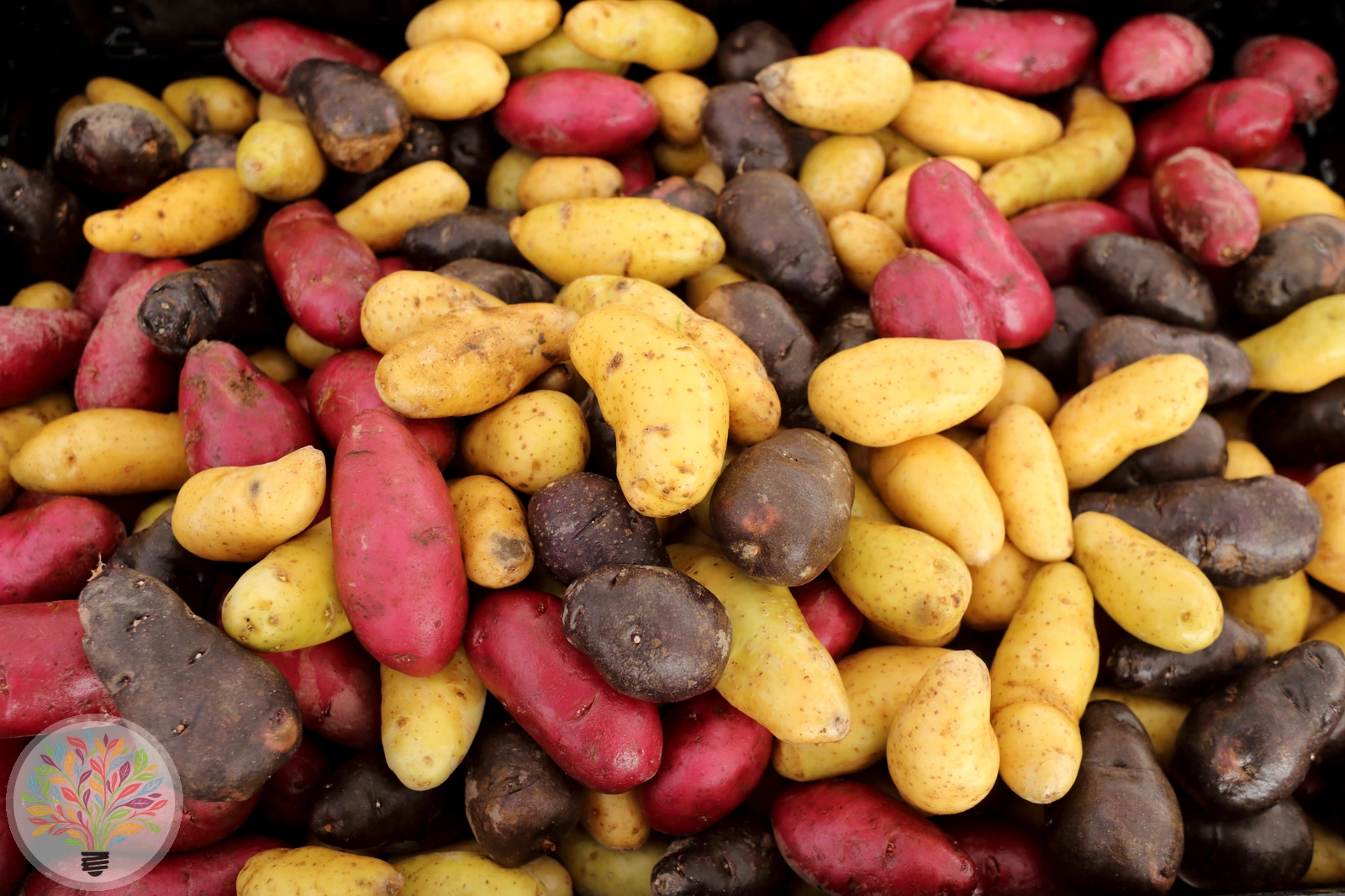 Solanum tuberosum – Afbeelding 10 van 10