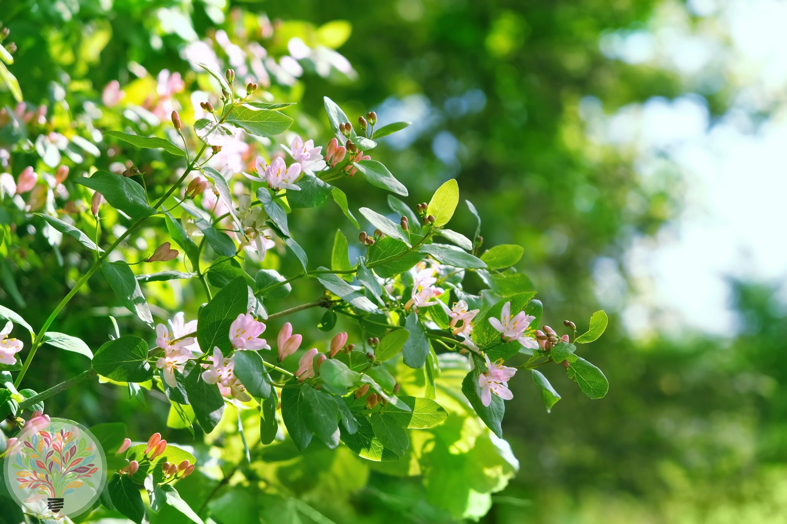 Lonicera tatarica – Afbeelding 1 van 4