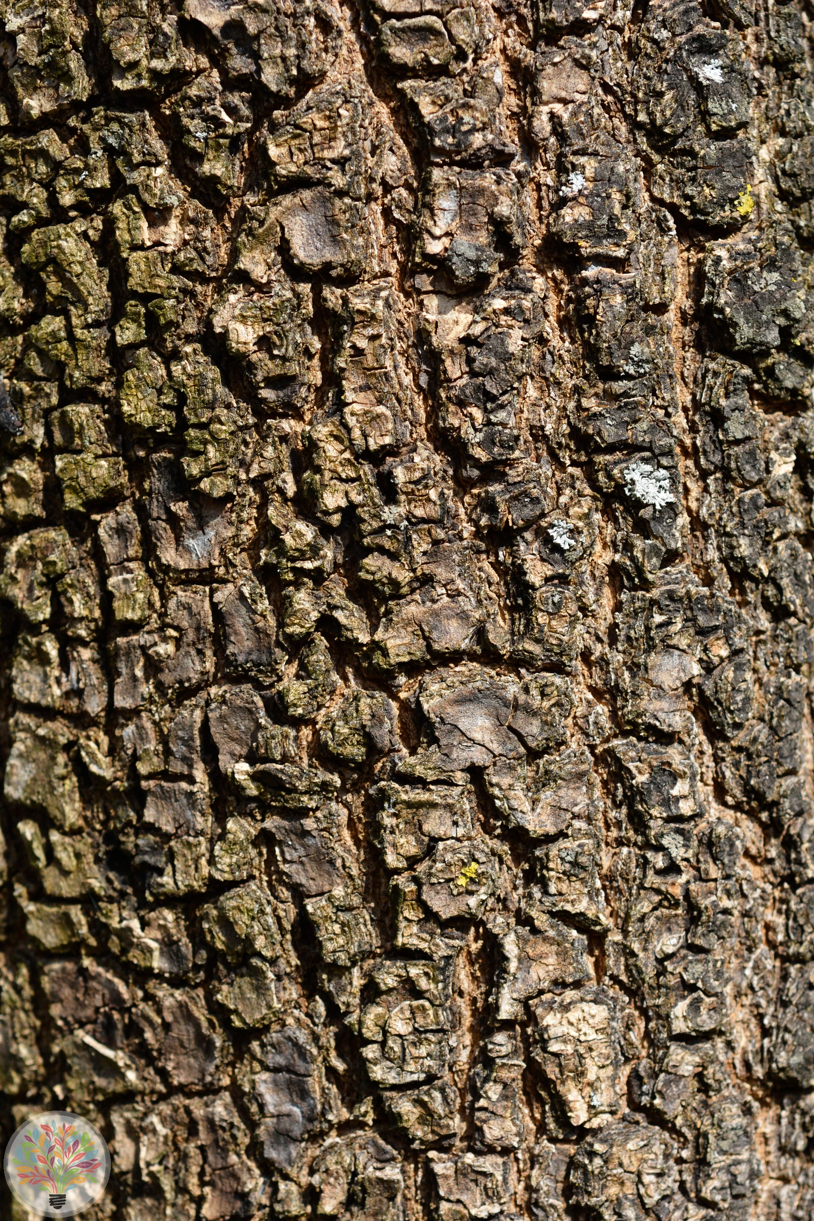 Fraxinus excelsior – Afbeelding 6 van 6