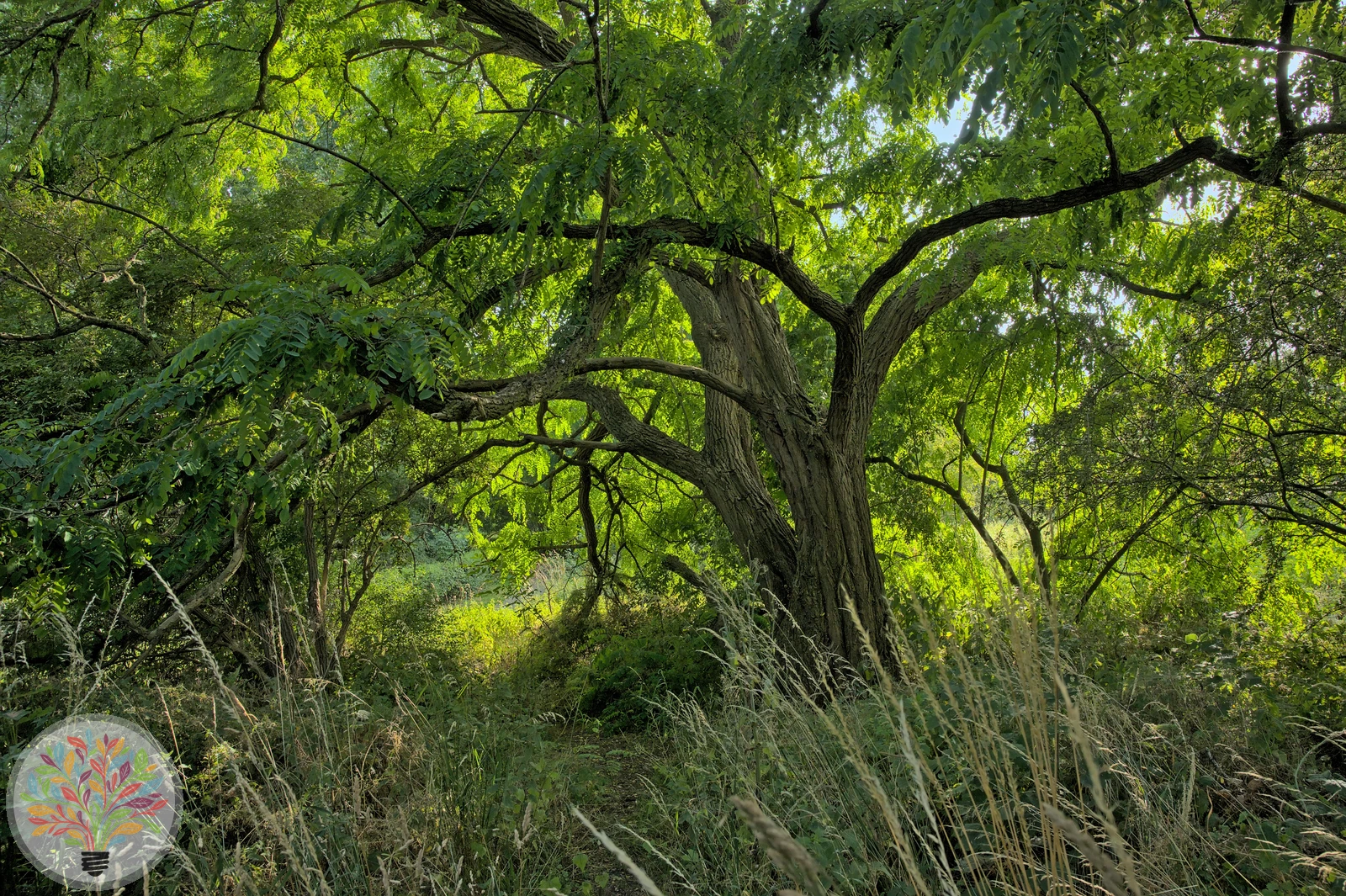 Robinia pseudoacacia – Afbeelding 5 van 9