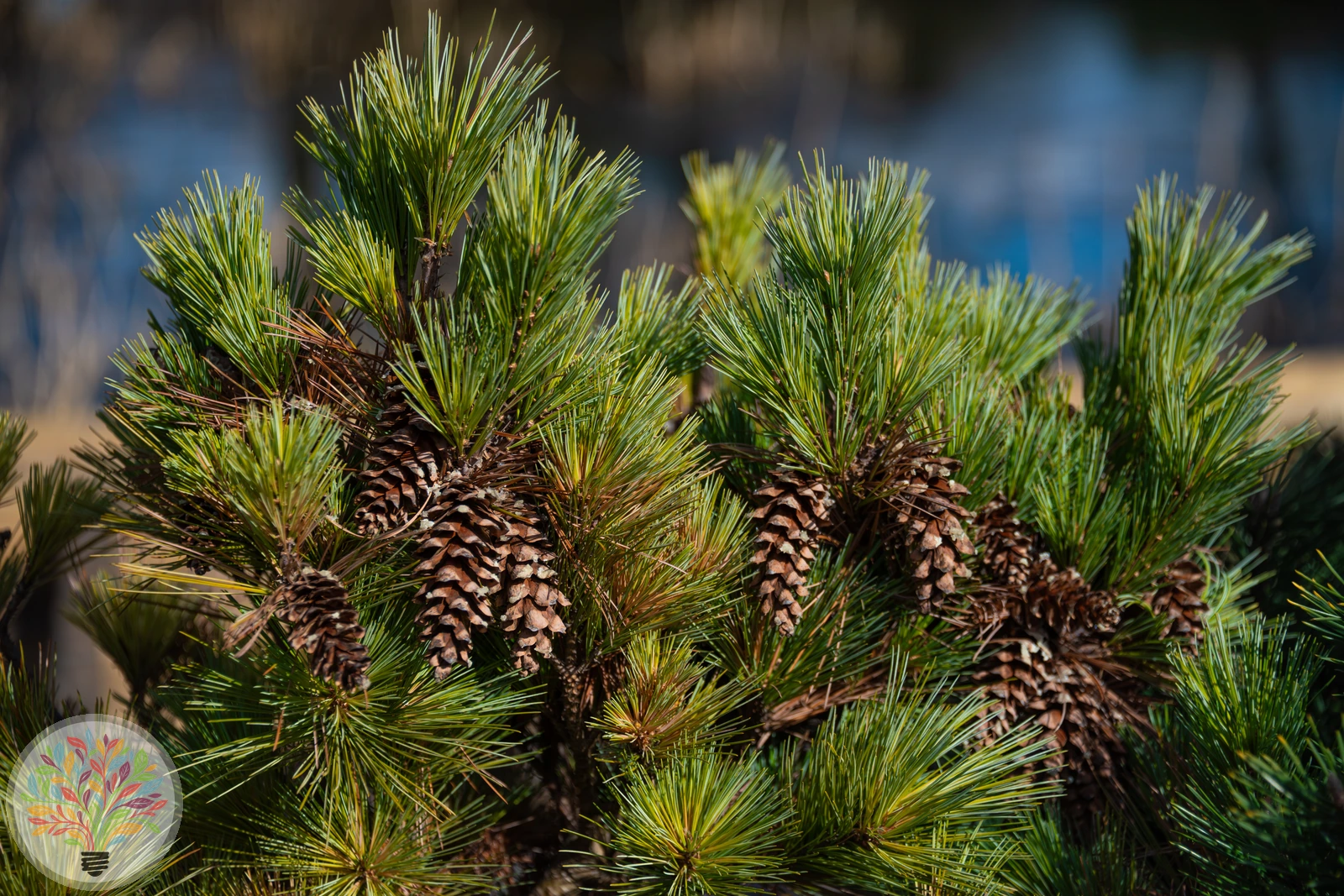 Pinus strobus – Afbeelding 4 van 5