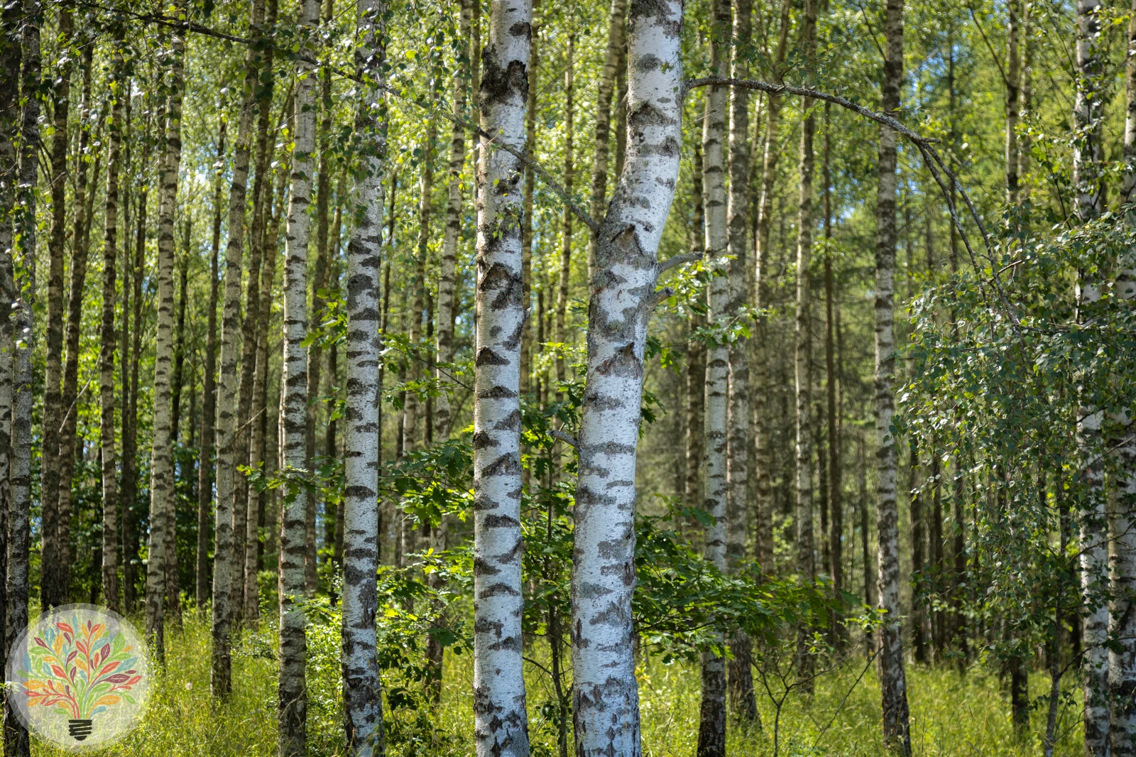 Moor-Birke – Bild 3 von 3