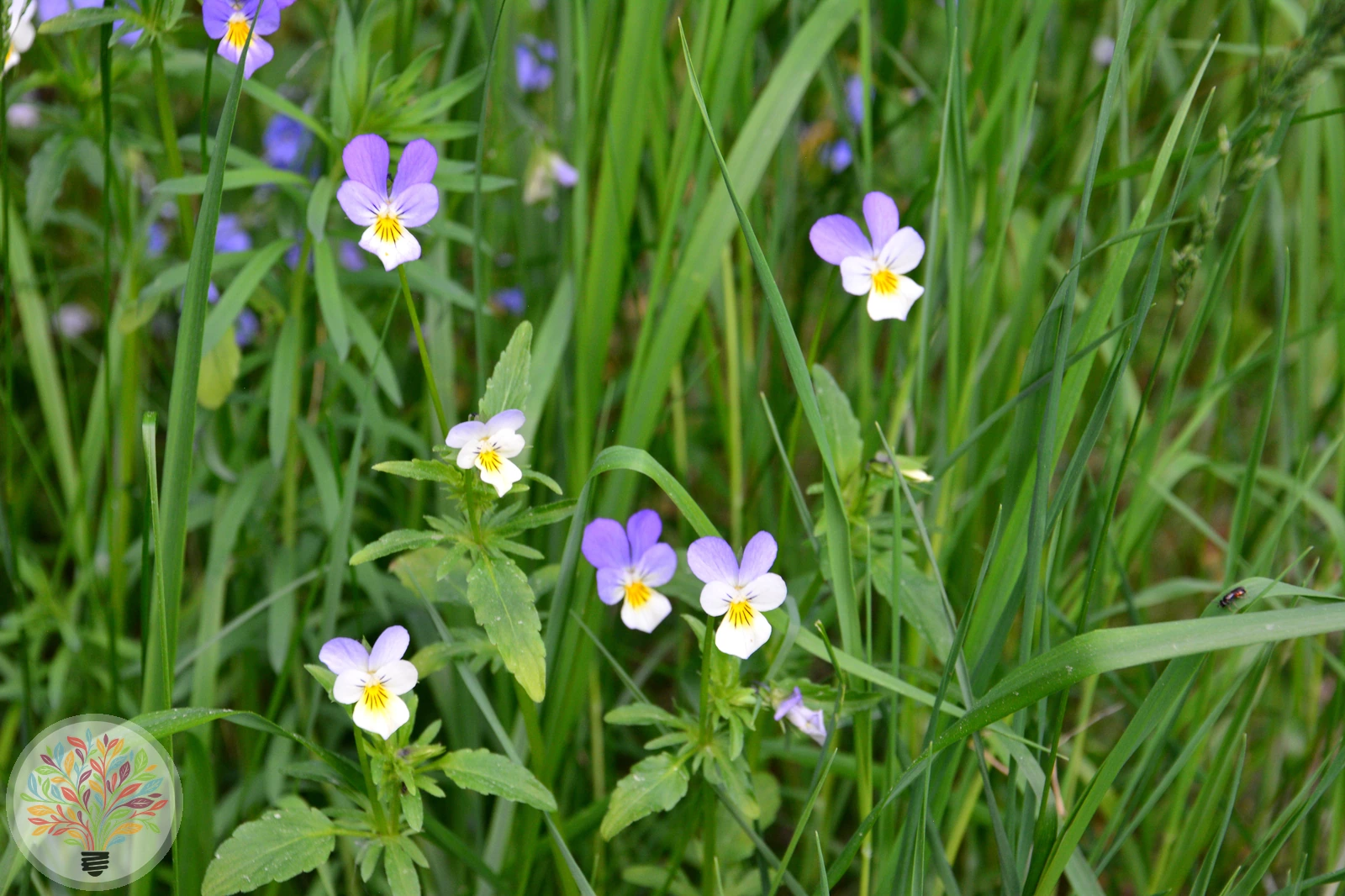 Wildes Stiefmütterchen – Bild 2 von 3