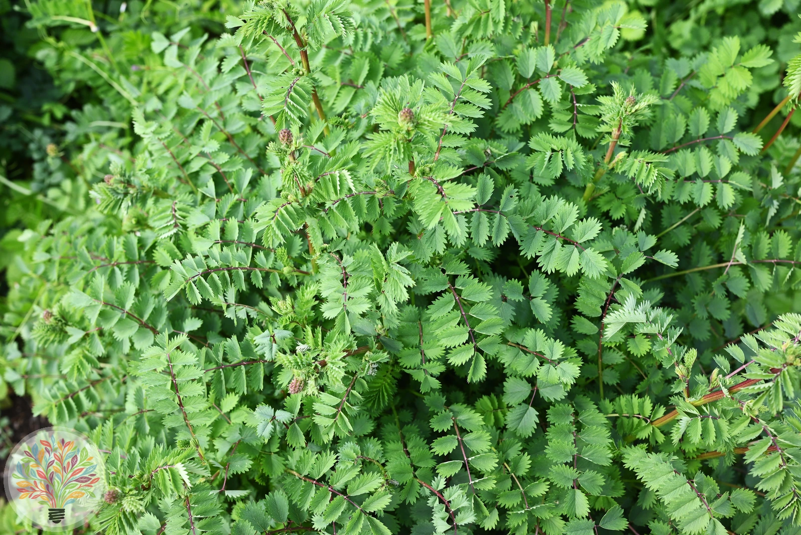 Kleiner Wiesenknopf – Bild 2 von 2