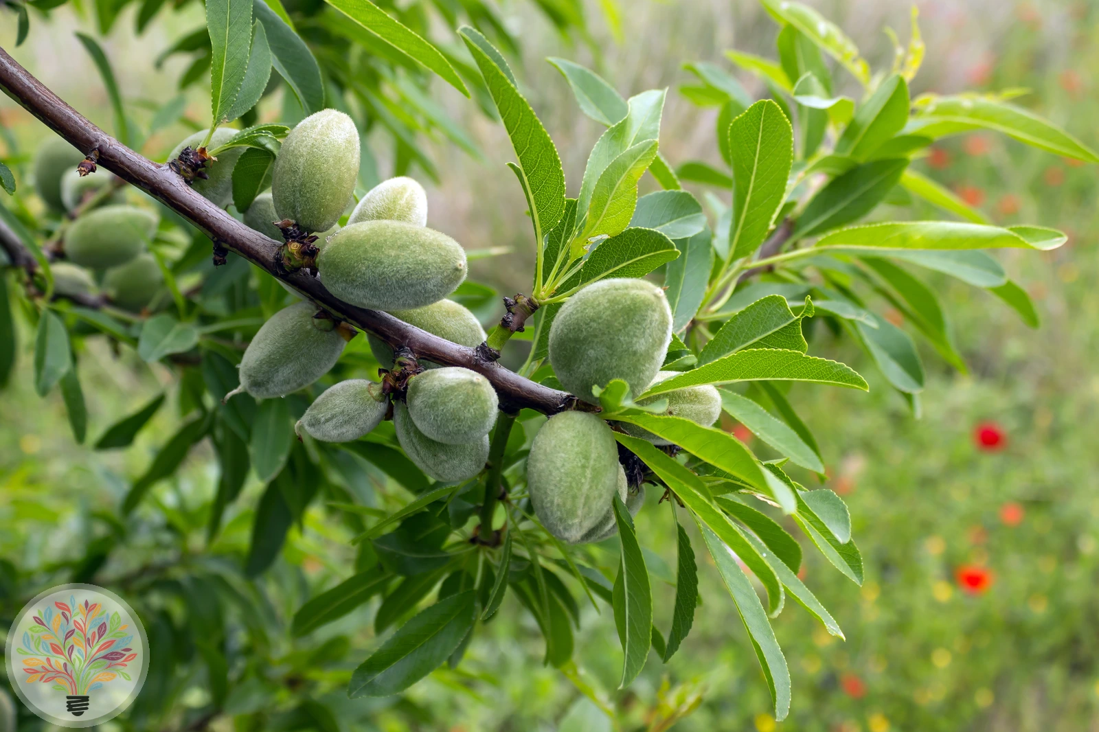 Prunus amygdalus – Bild 3 von 6
