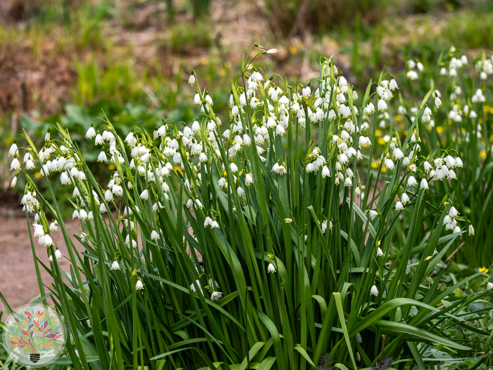 Sommer-Knotenblume – Bild 1
