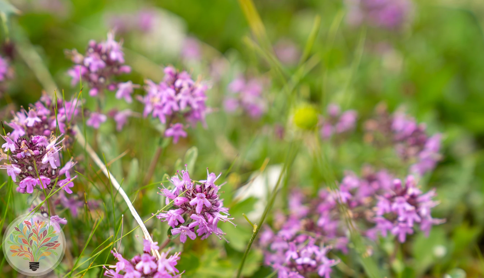 Frühblühender Thymian – Bild 3 von 3