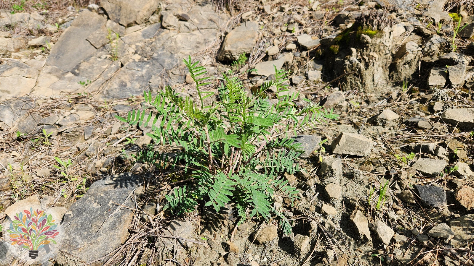 Astragalus monspessulanus – Bild 3 von 3