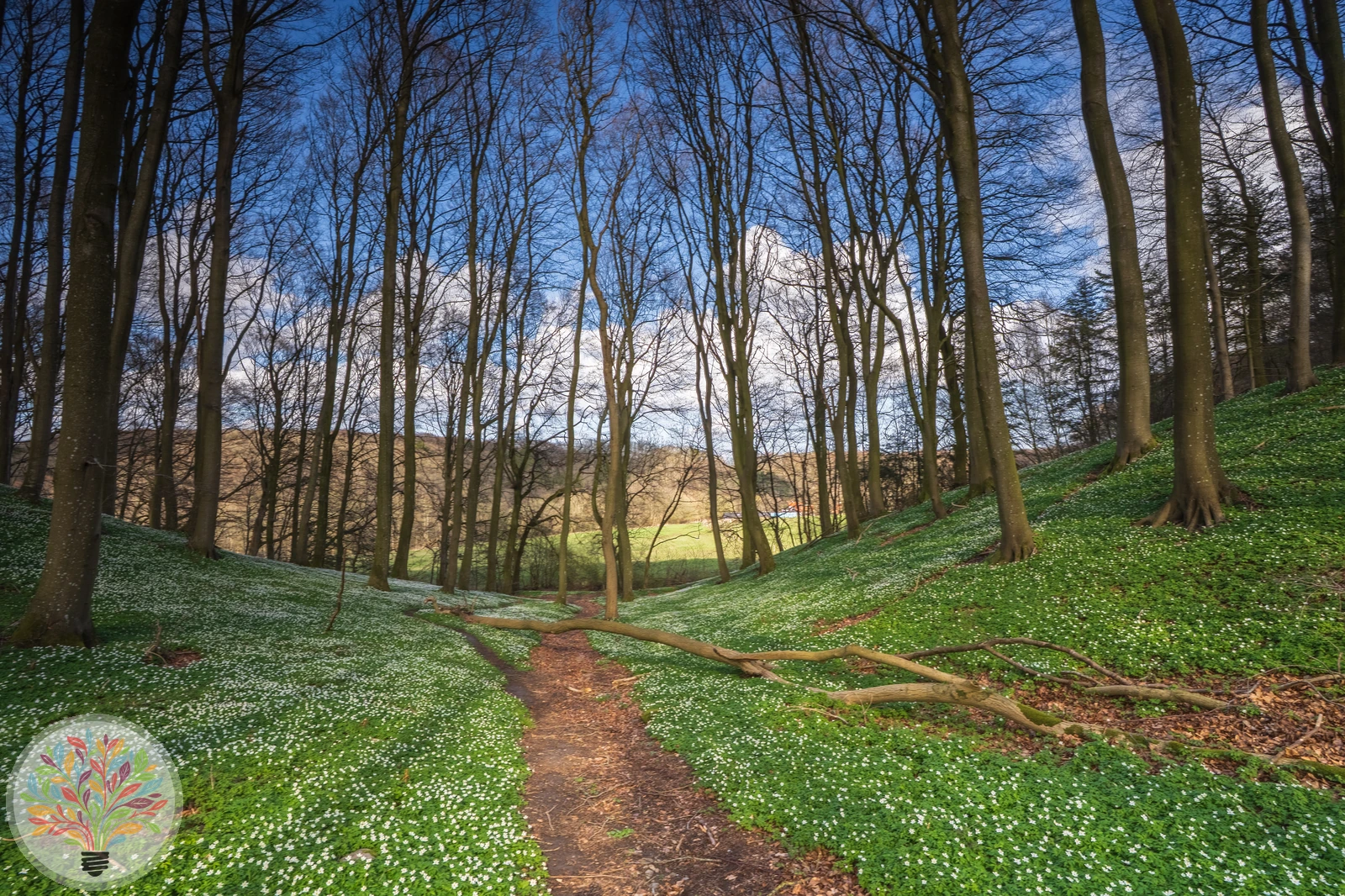 Busch-Windröschen – Bild 5 von 5