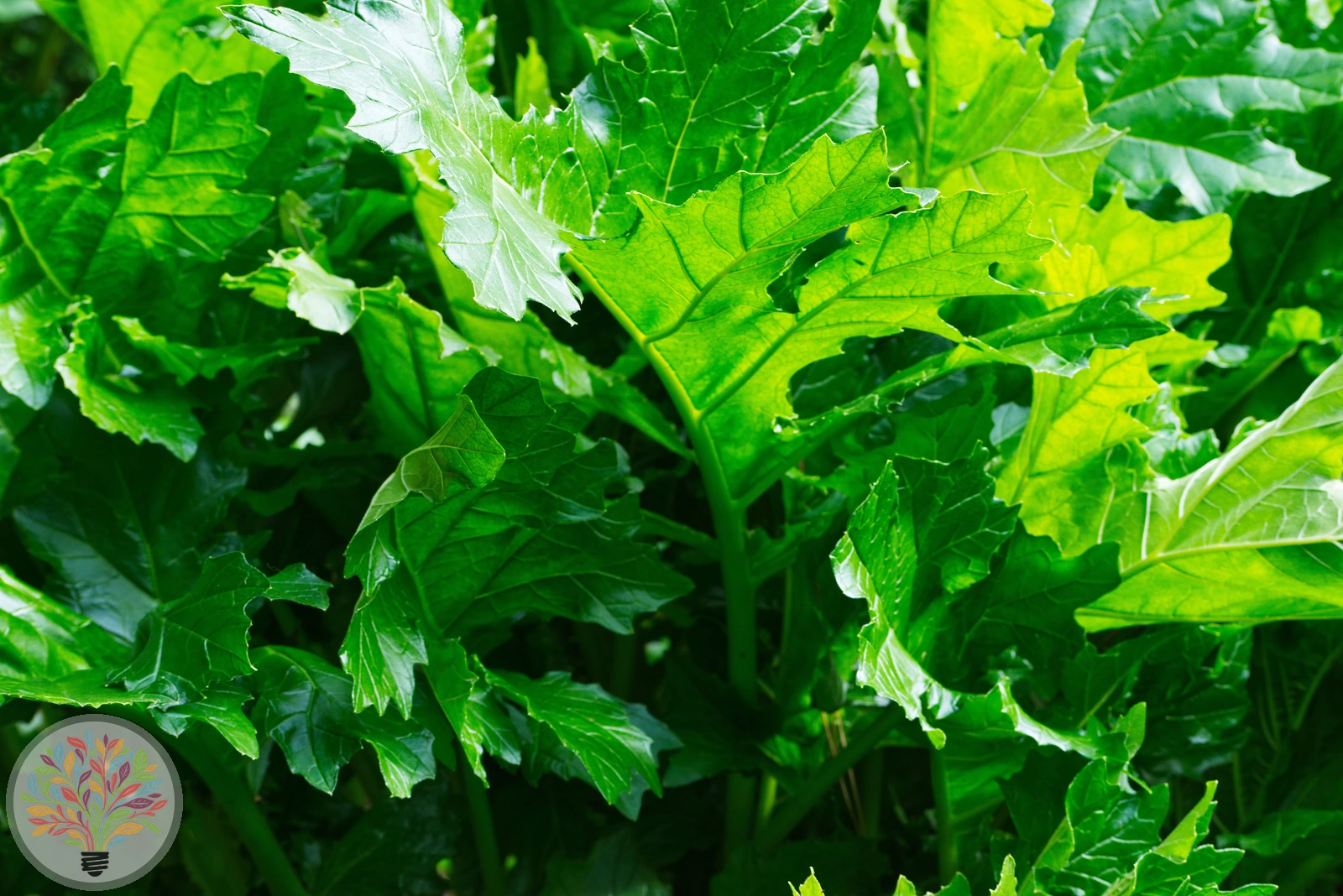Acanthus mollis – Afbeelding 4 van 4