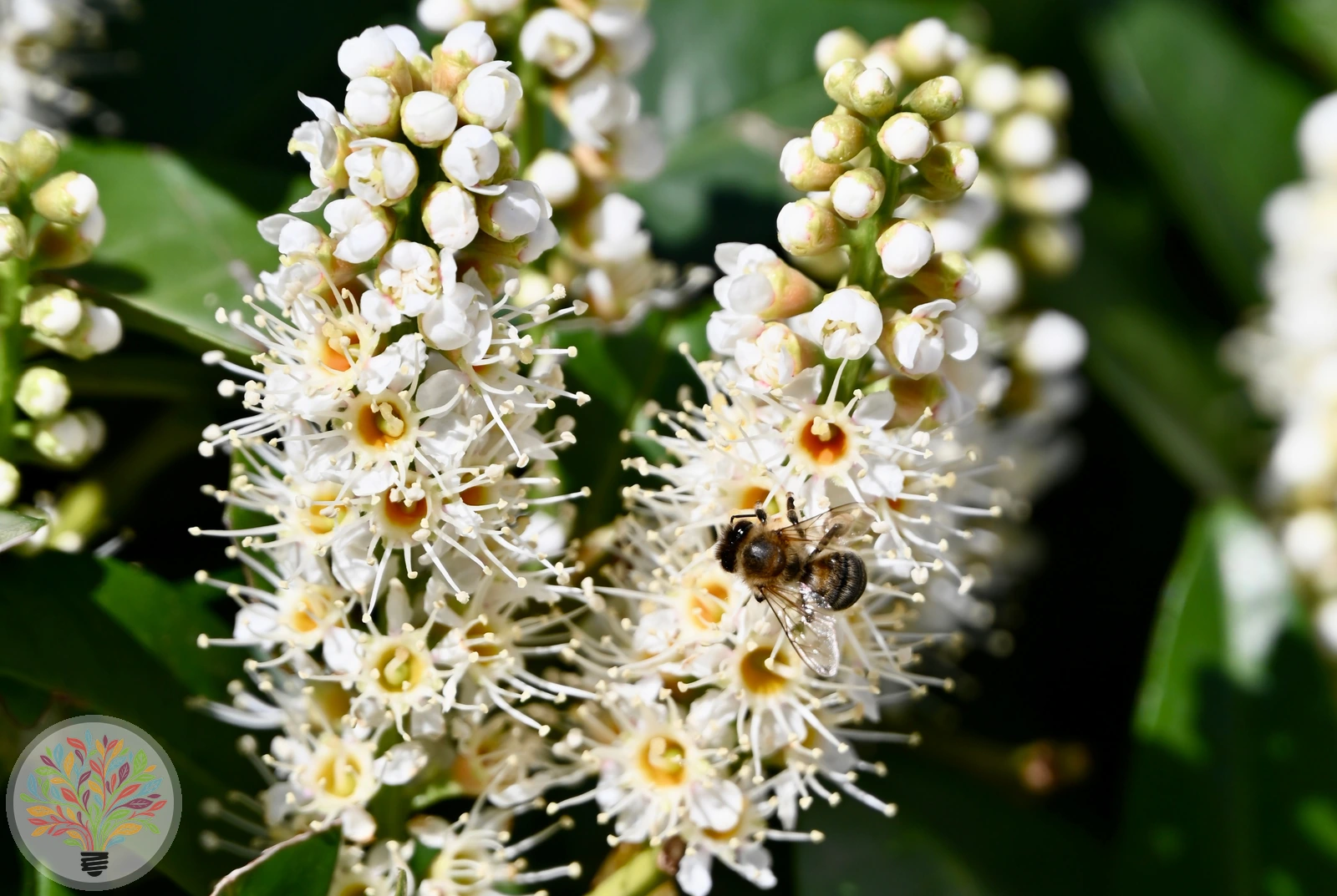 Prunus laurocerasus – Afbeelding 3 van 6