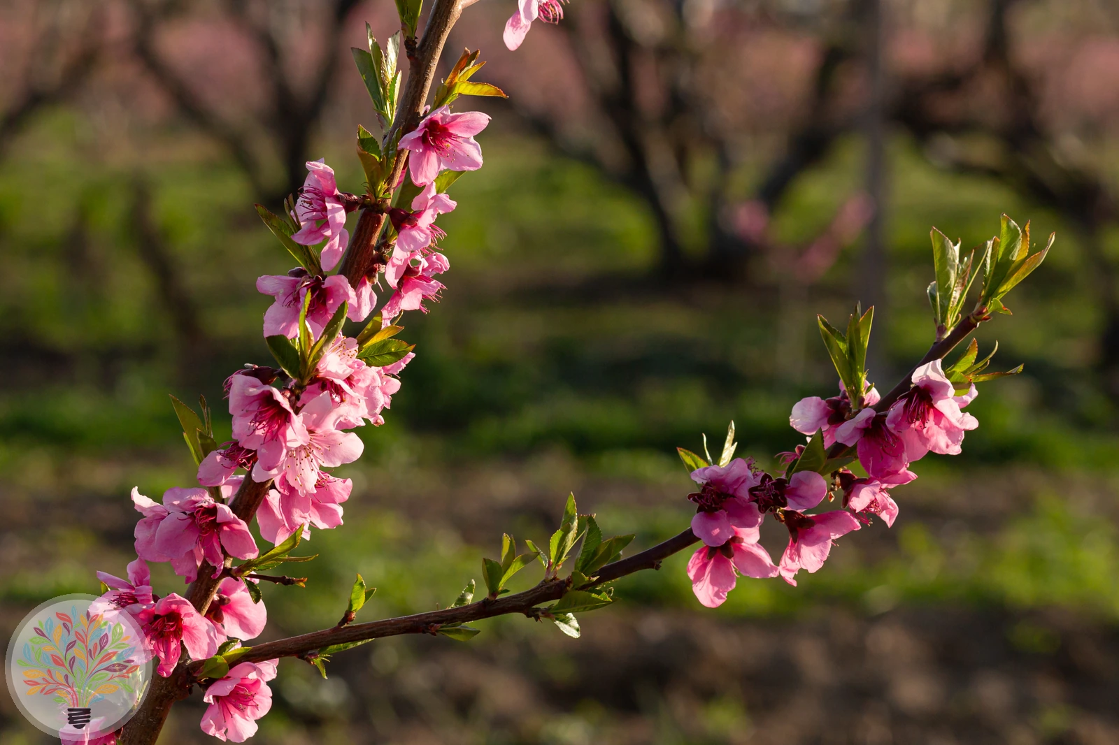 Prunus persica – Afbeelding 3 van 4