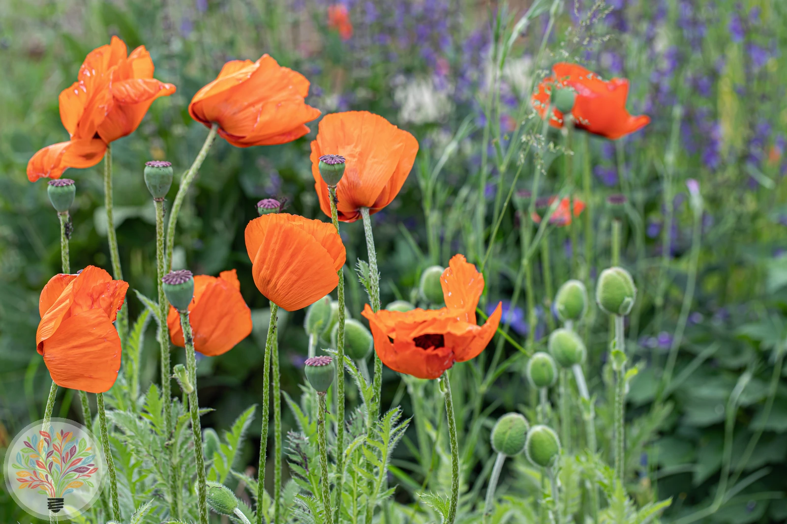 Türkischer Mohn