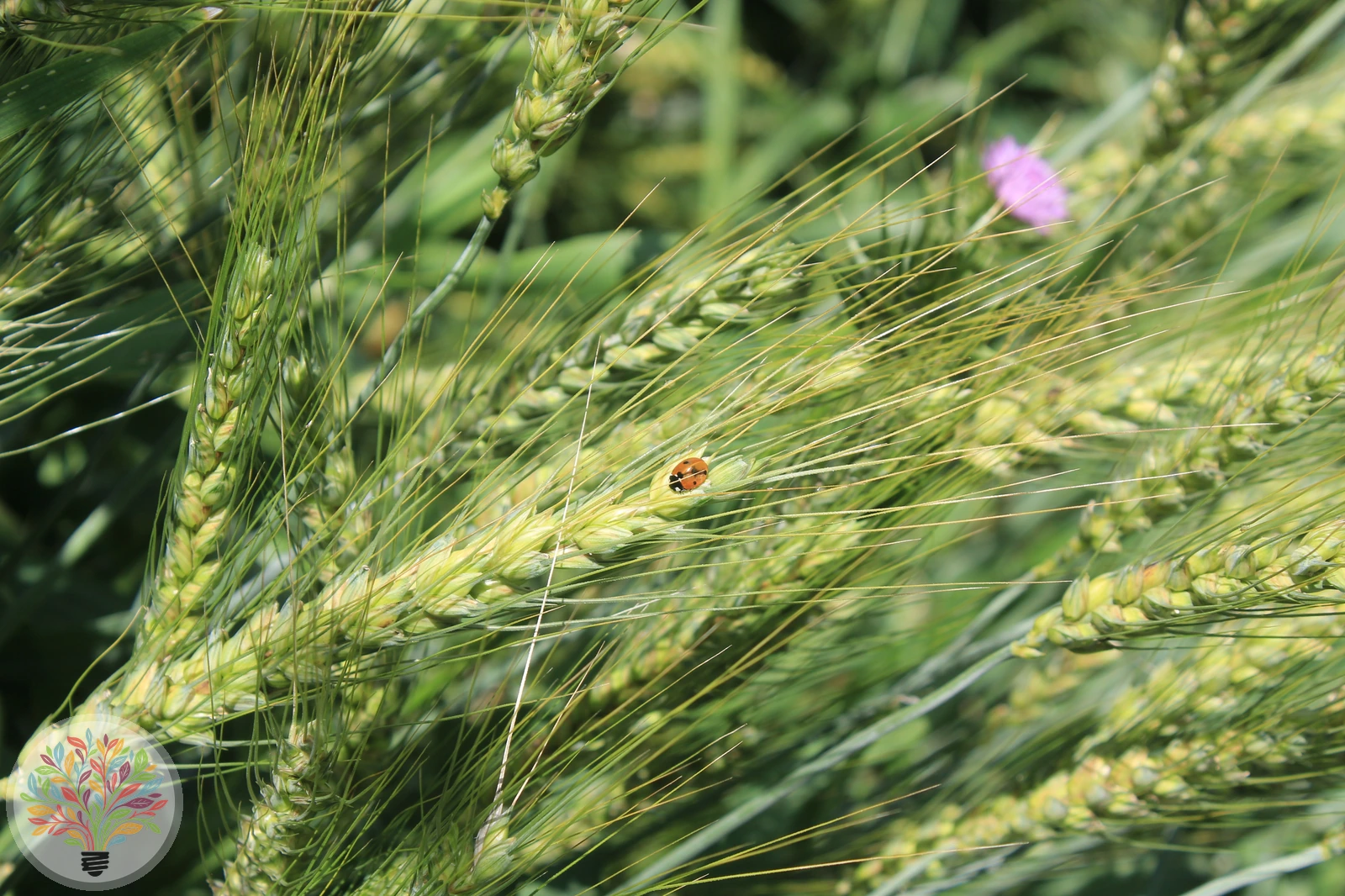 Triticum aestivum – Afbeelding 2 van 5