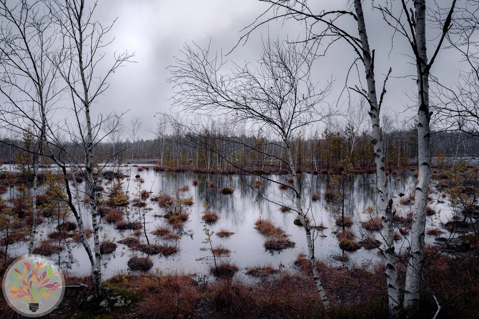 Moor-Birke – Bild 2 von 3